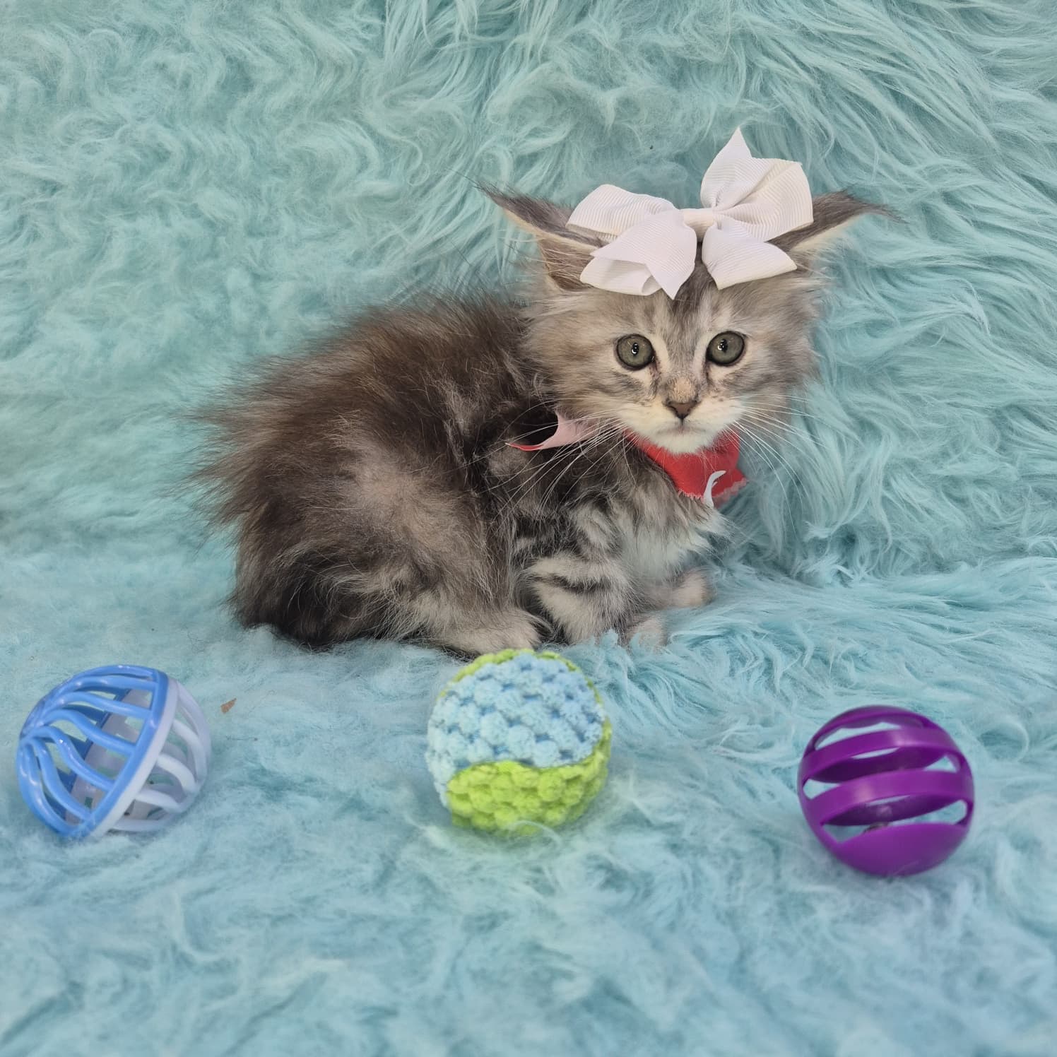 Yvonne, Maine Coon puppy