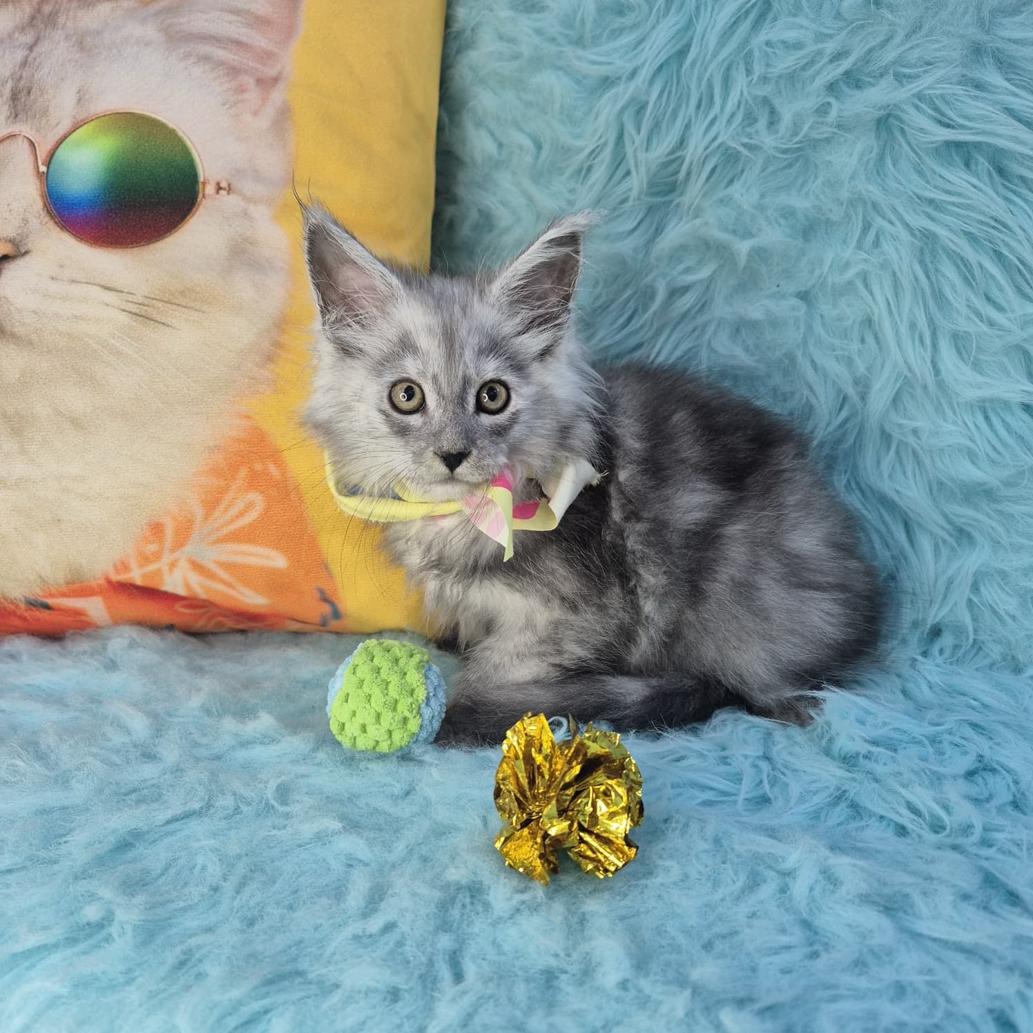 Willow, Maine Coon puppy