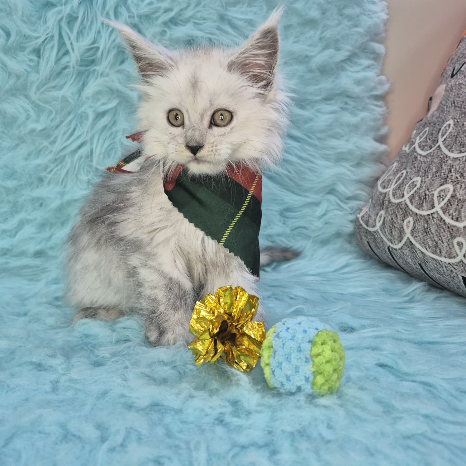 Steel, Maine Coon puppy
