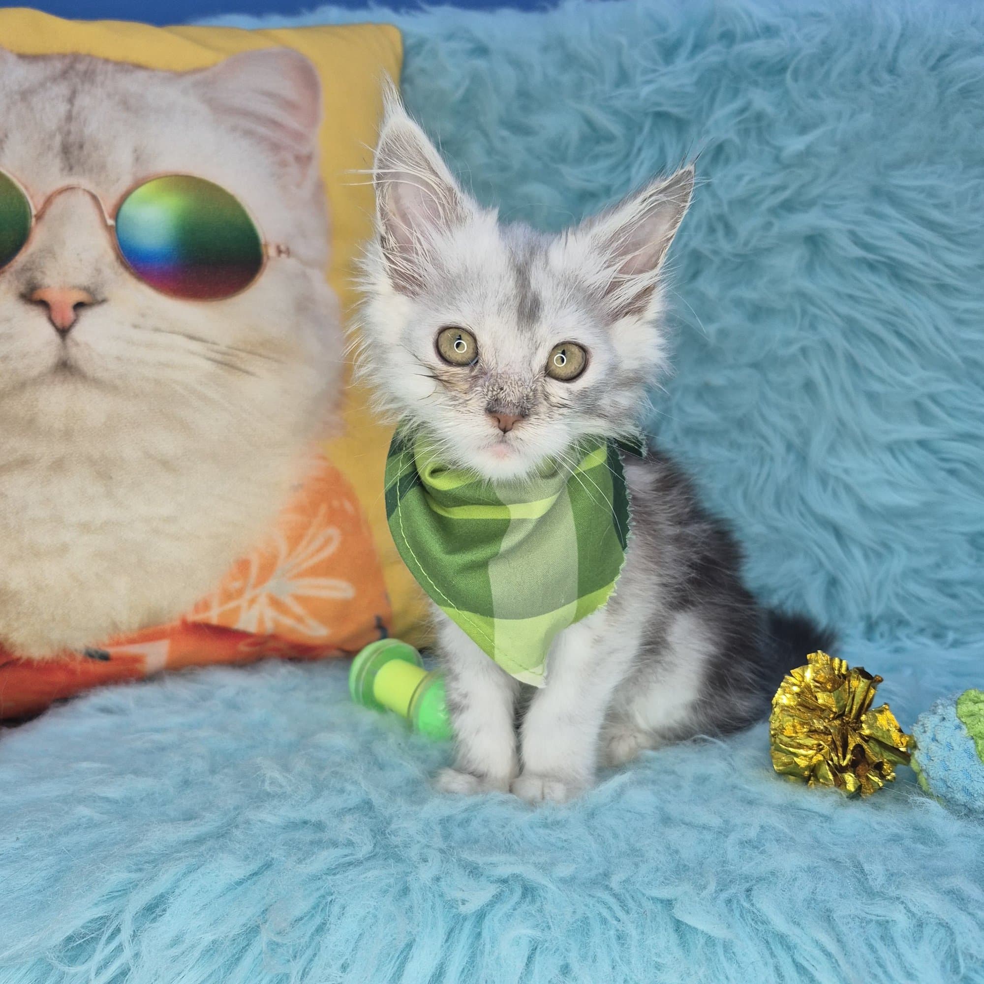 Rebecca, Maine Coon puppy