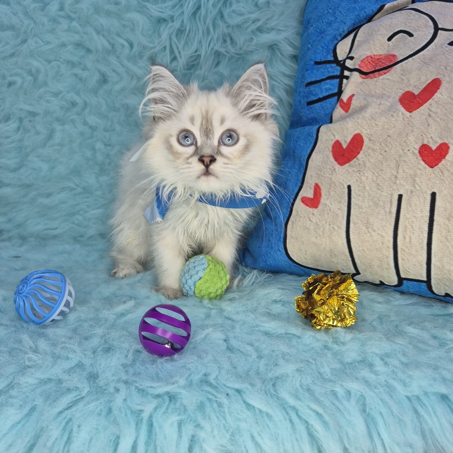 Nala, Siberian puppy