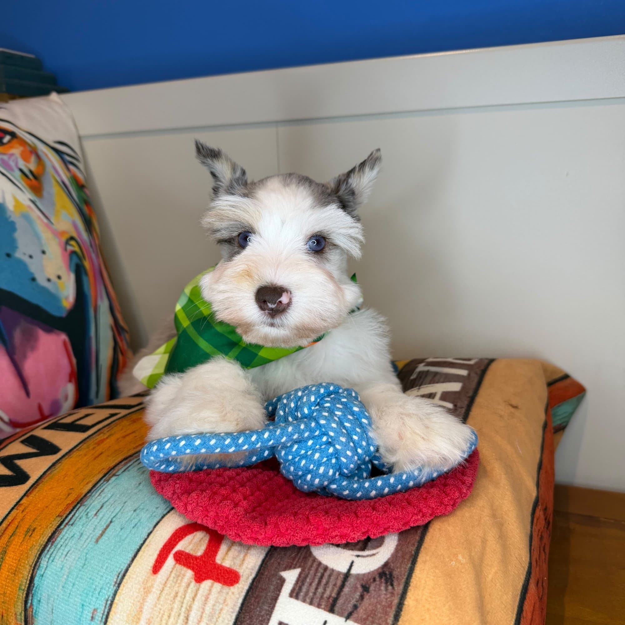 Oreo, Schnauzer puppy