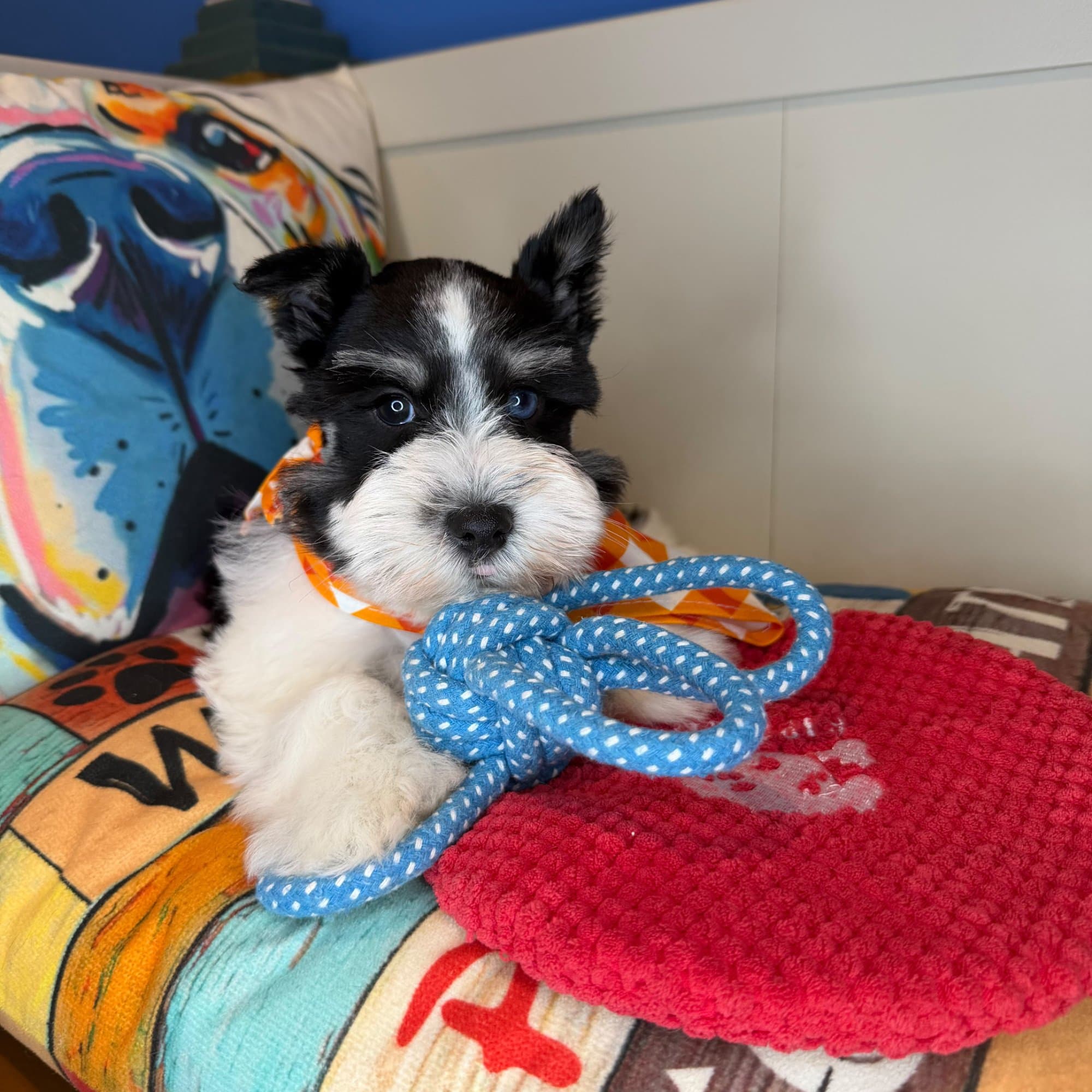 Hawkeye, Schnauzer puppy