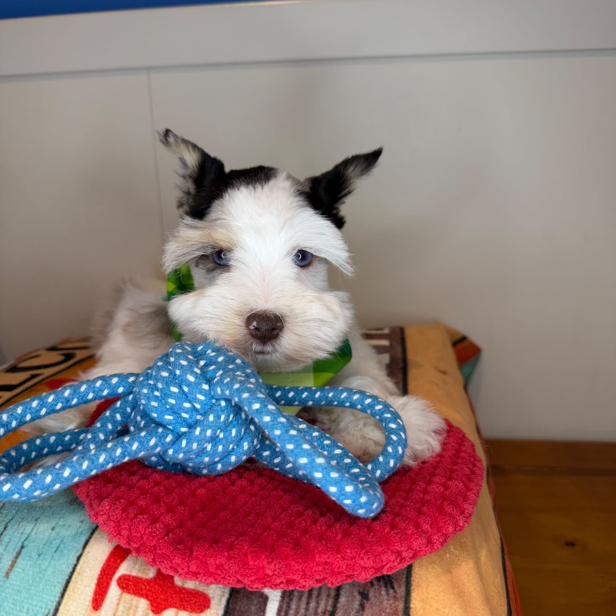 Cecilia, Schnauzer puppy