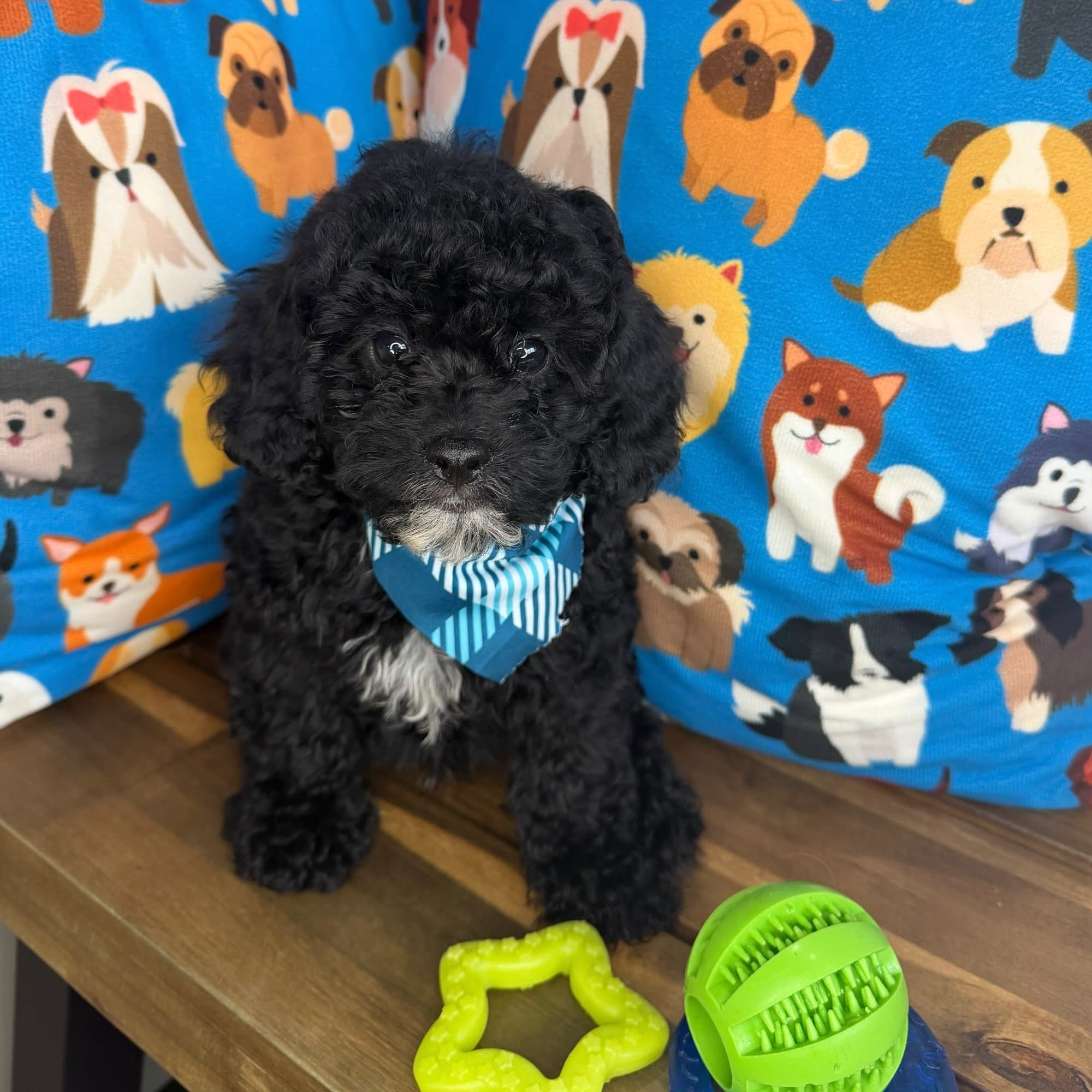 Ziggy, Cavapoo puppy