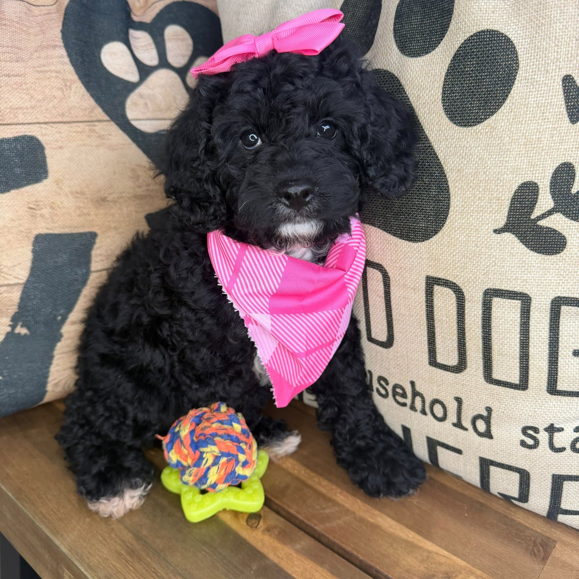 Tackle, Cavapoo puppy