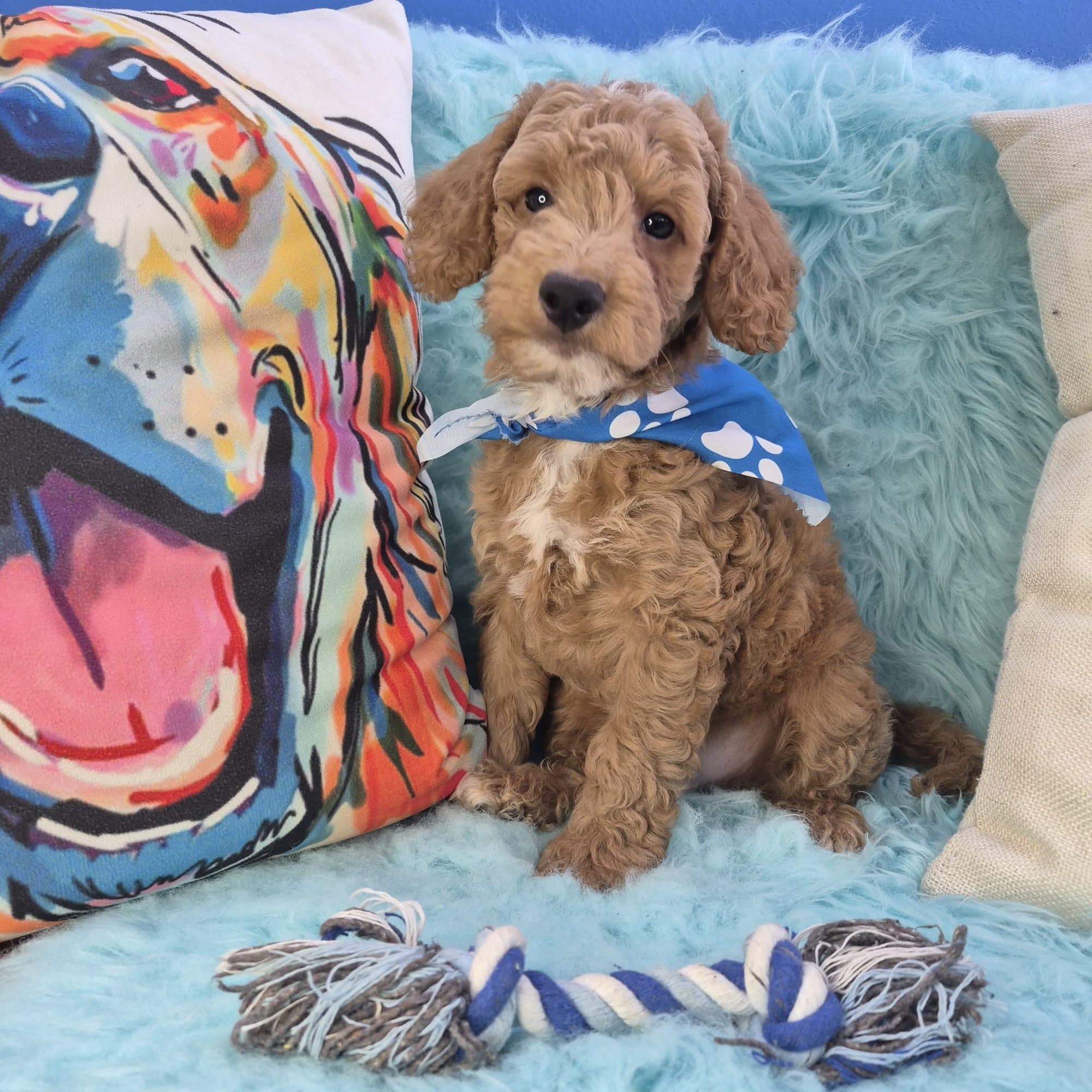 Rustle, Goldendoodle puppy