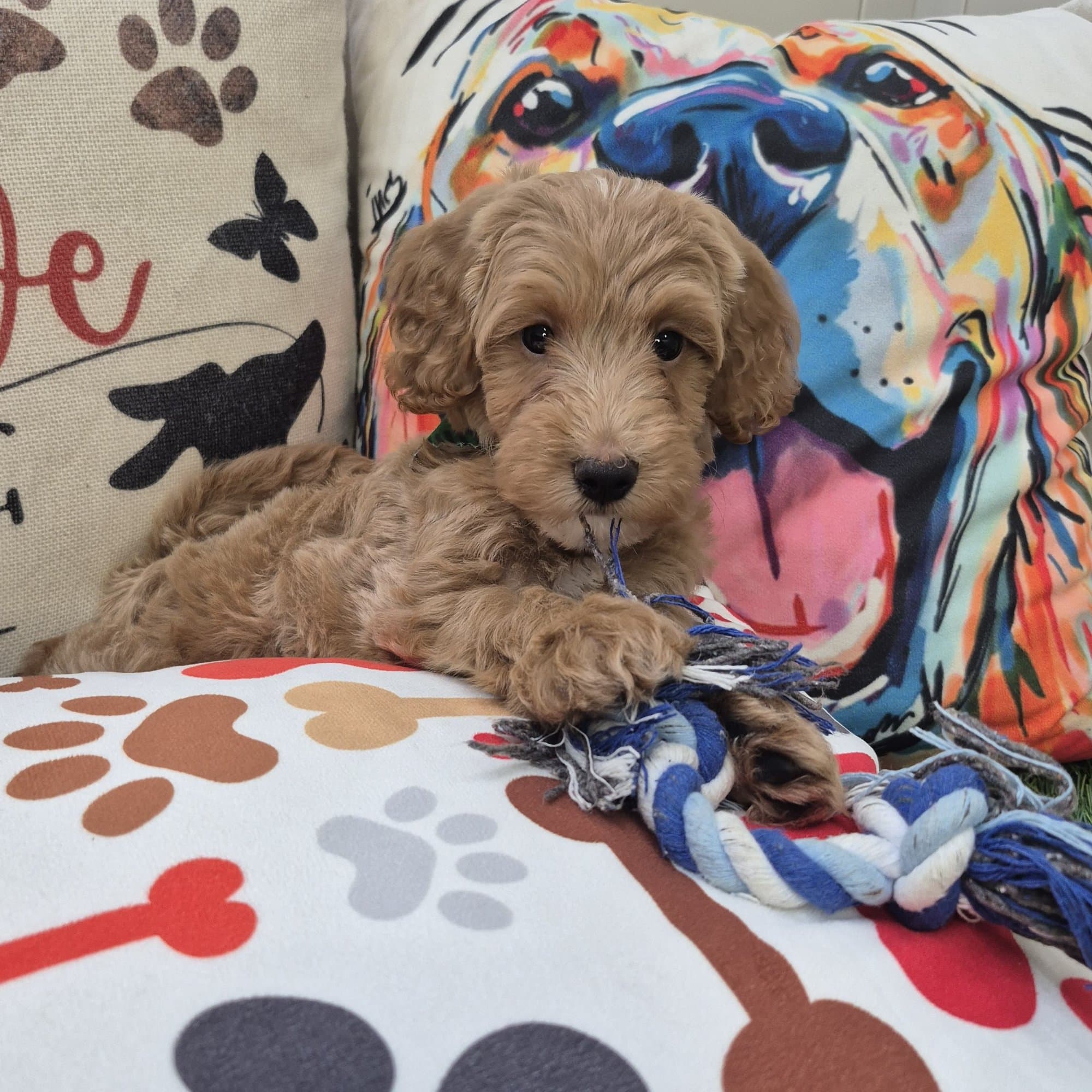 Barley, Goldendoodle puppy