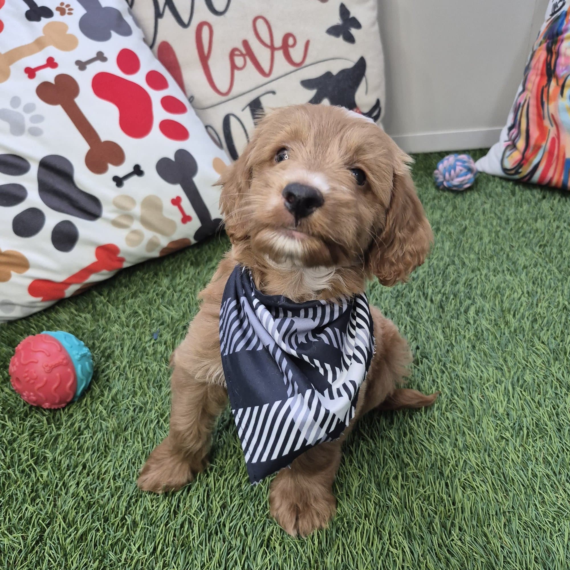 Sunny, Goldendoodle puppy