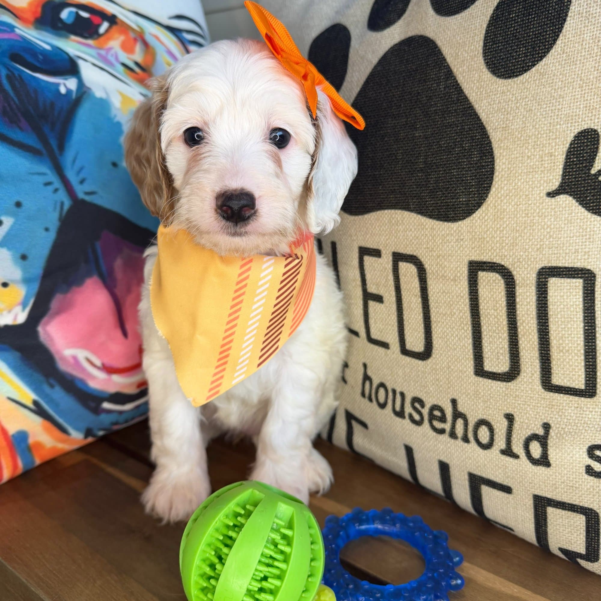 Smores, Goldendoodle puppy