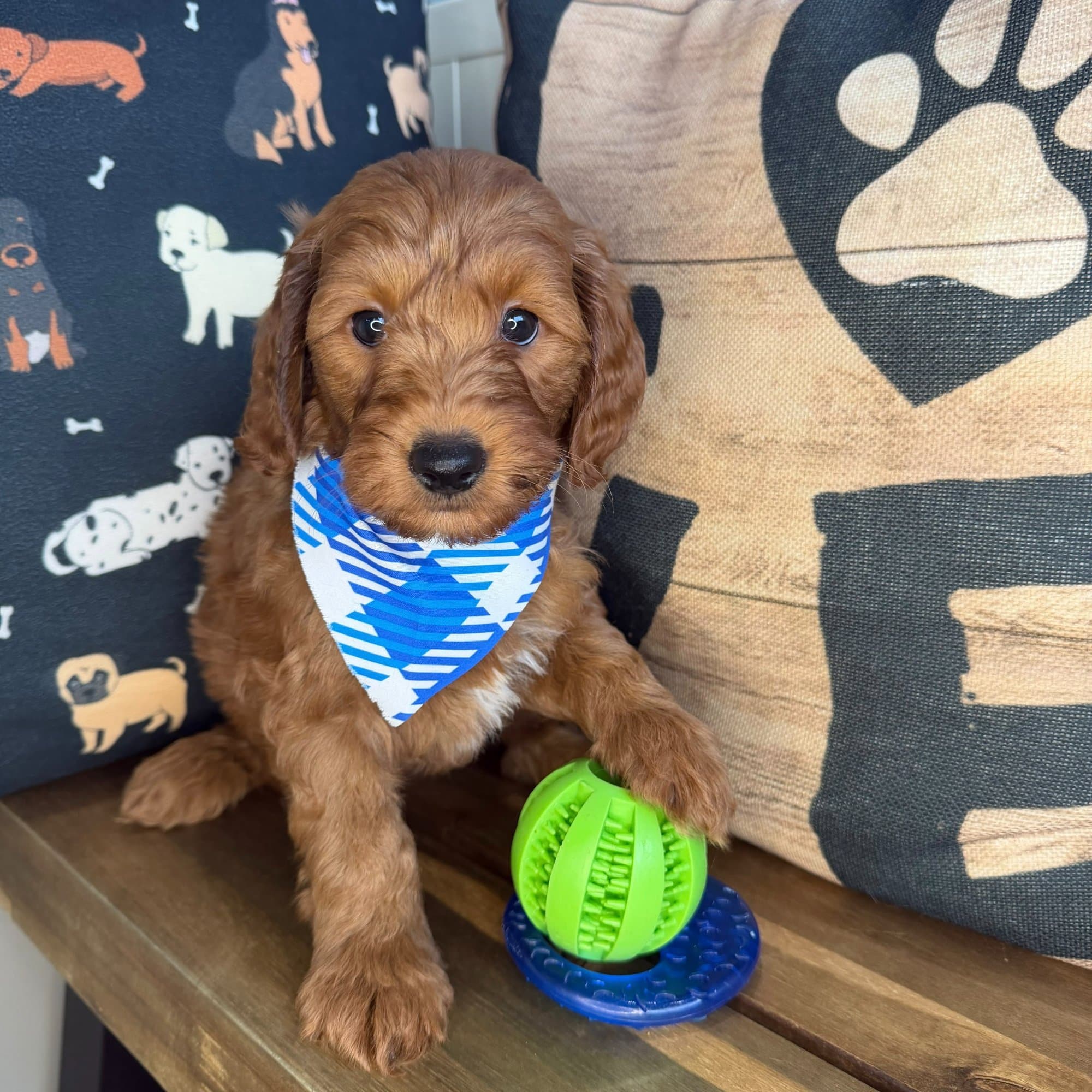 Bandit, Goldendoodle puppy