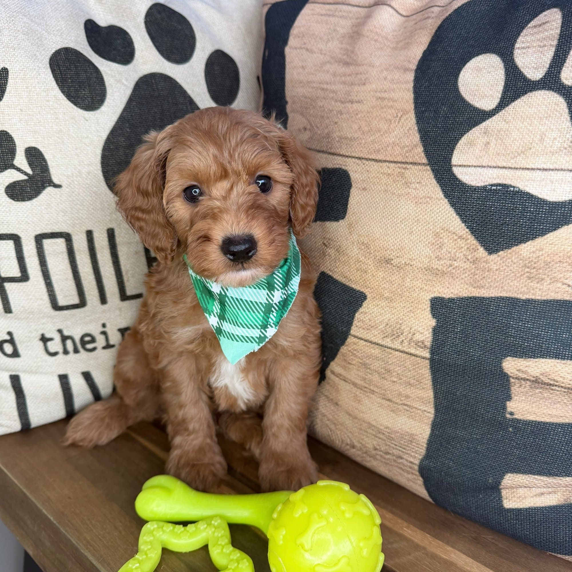 Tito, Goldendoodle puppy