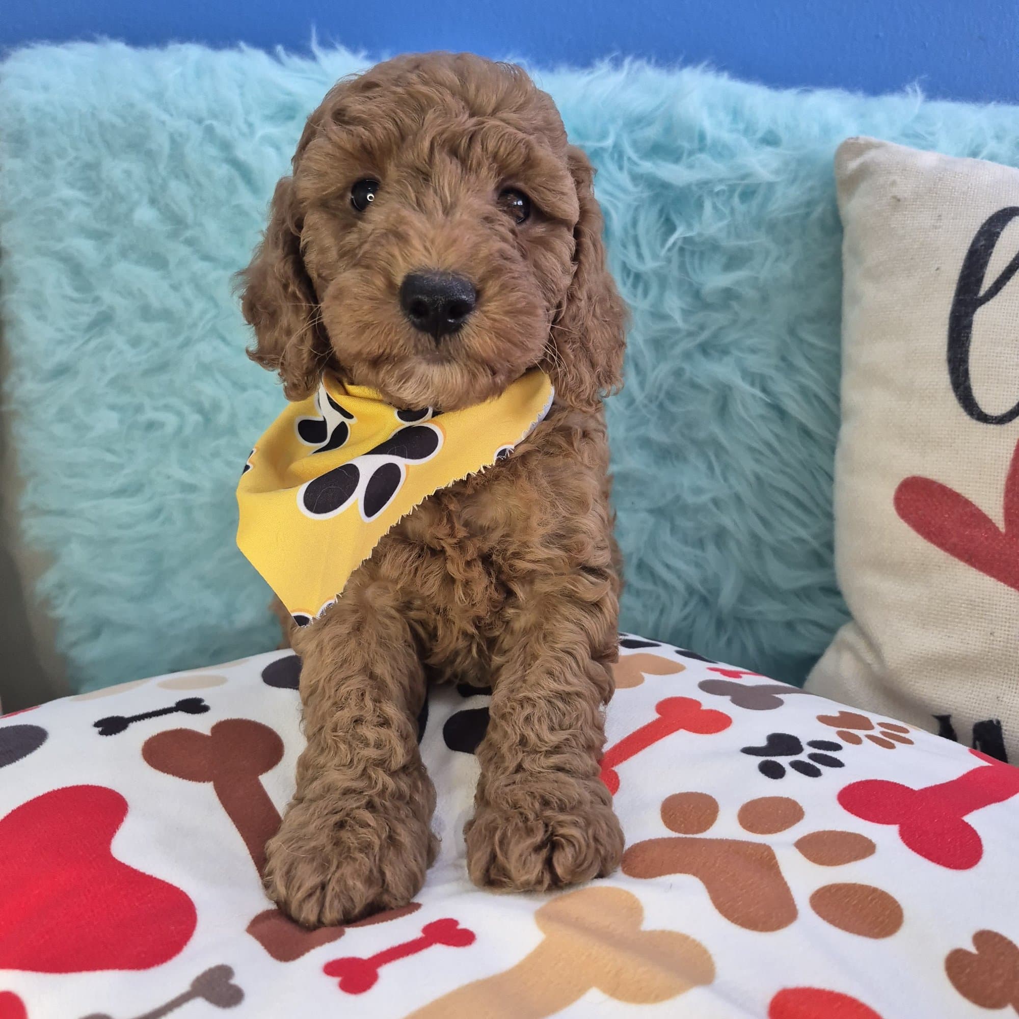 Charmin, Goldendoodle puppy