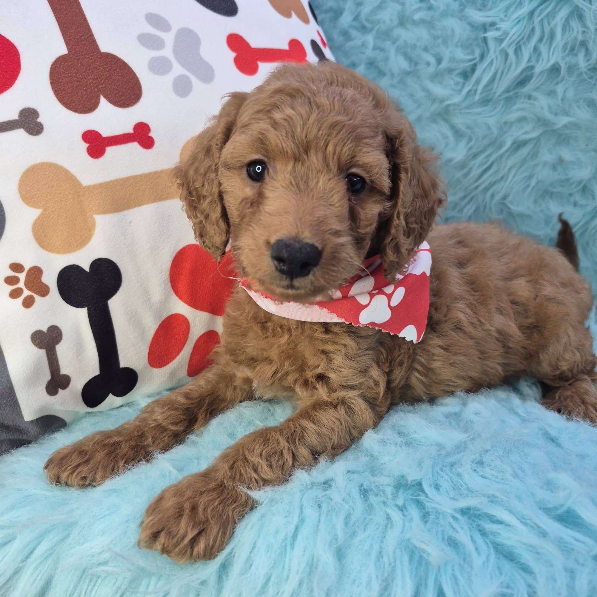 Aaron, Goldendoodle puppy