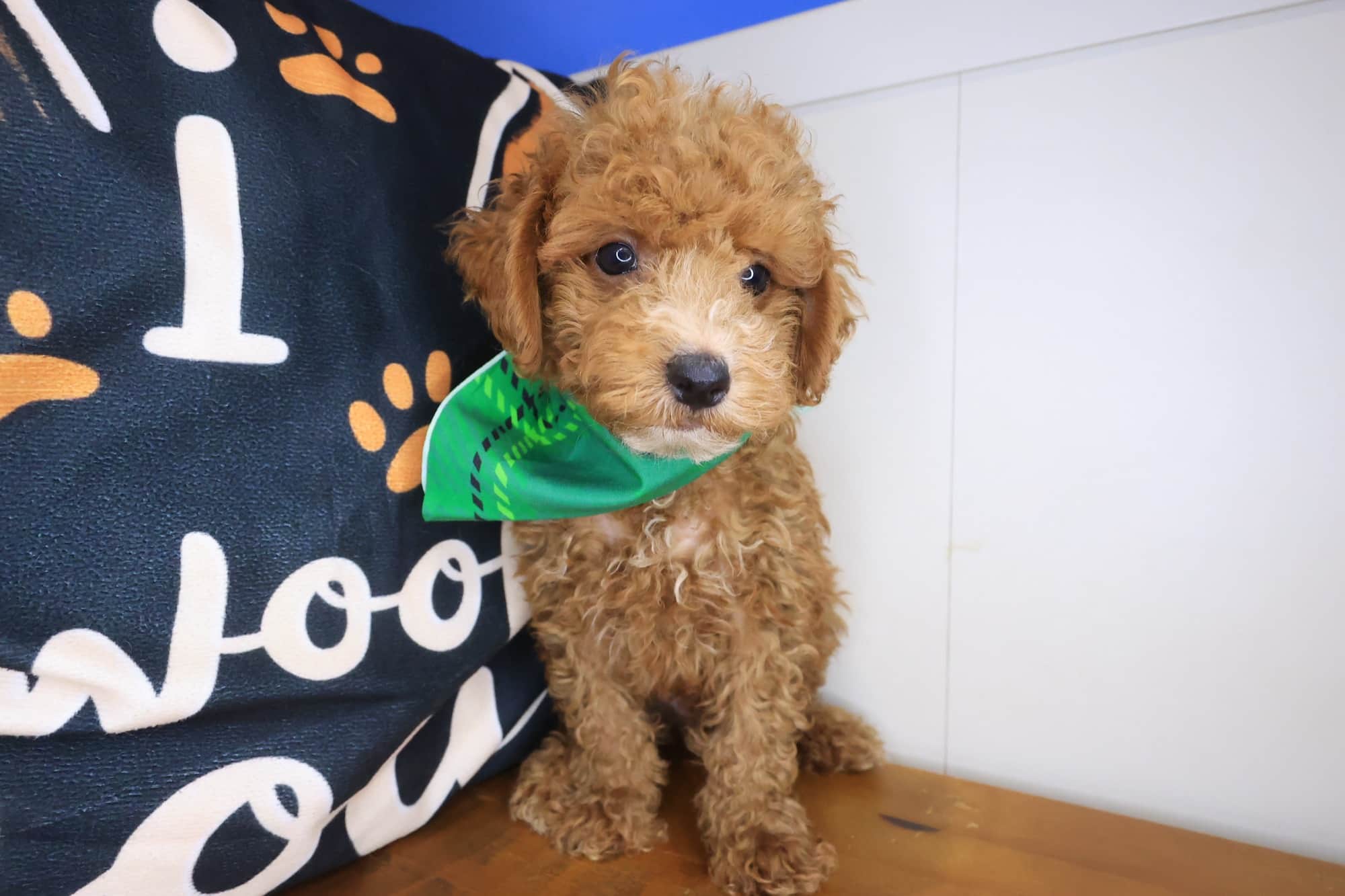 Kingpin, Goldendoodle puppy