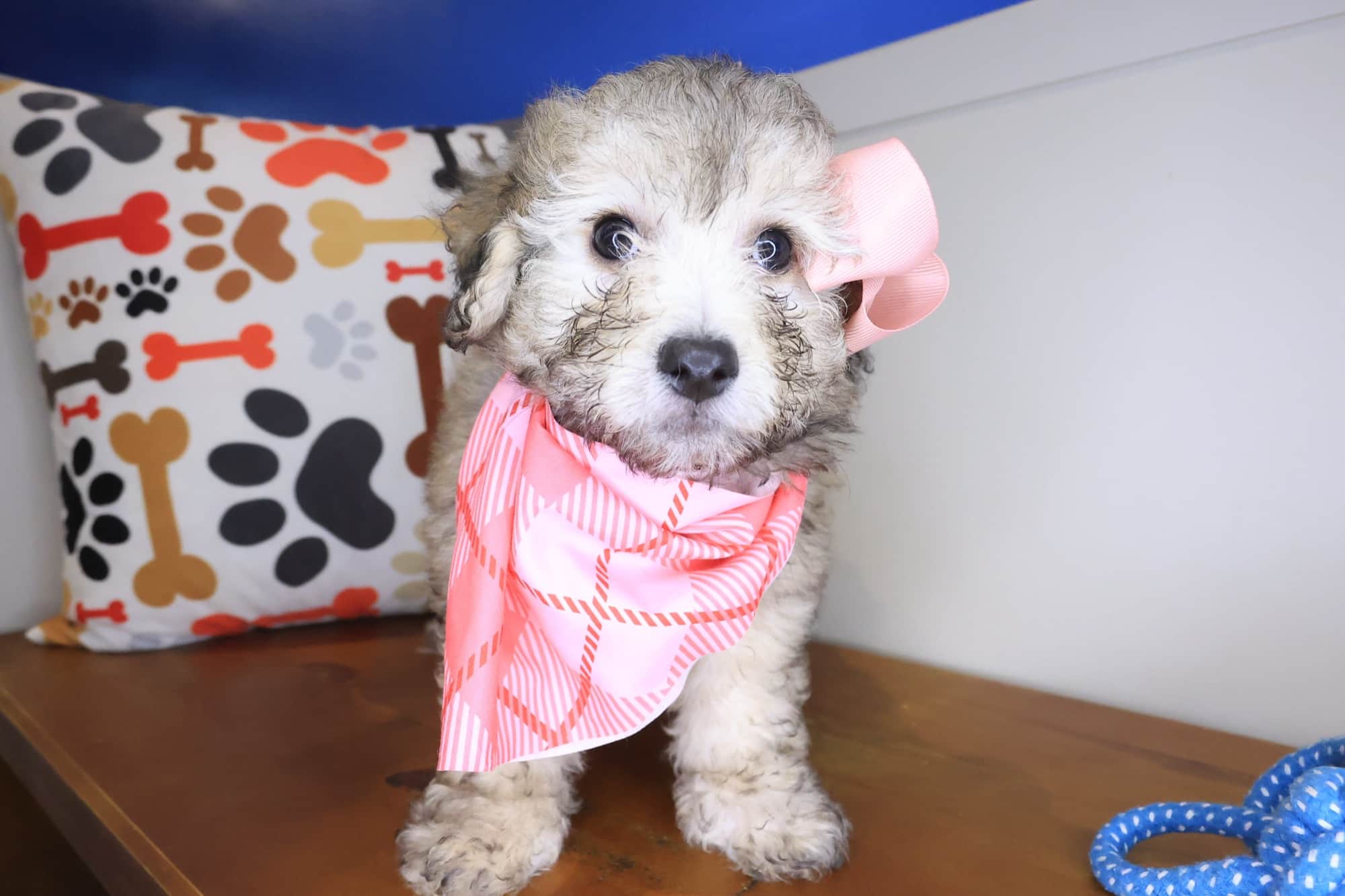 Pablo, Bichapoo puppy
