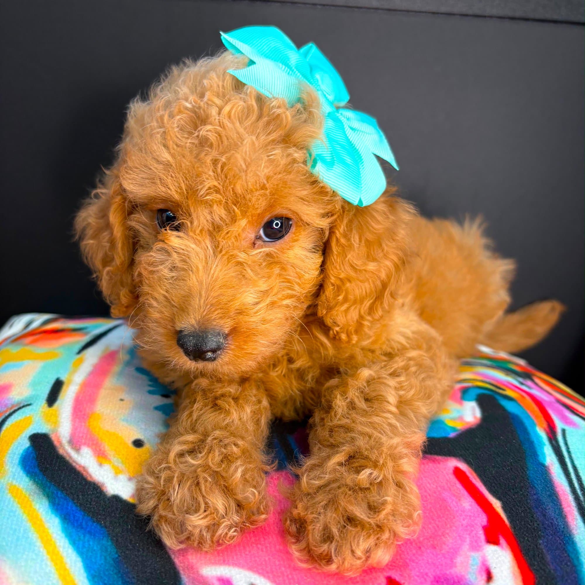 Emma, Goldendoodle puppy