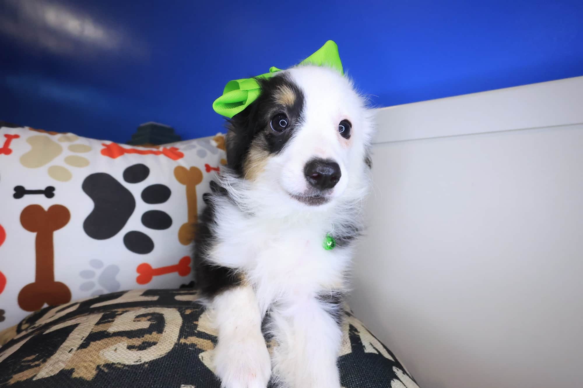 Adrien, Australian Shepherd puppy
