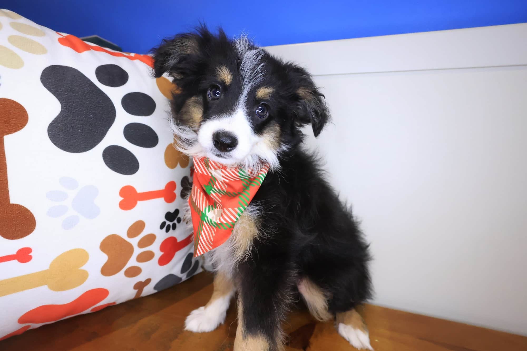 Houdini, Australian Shepherd puppy