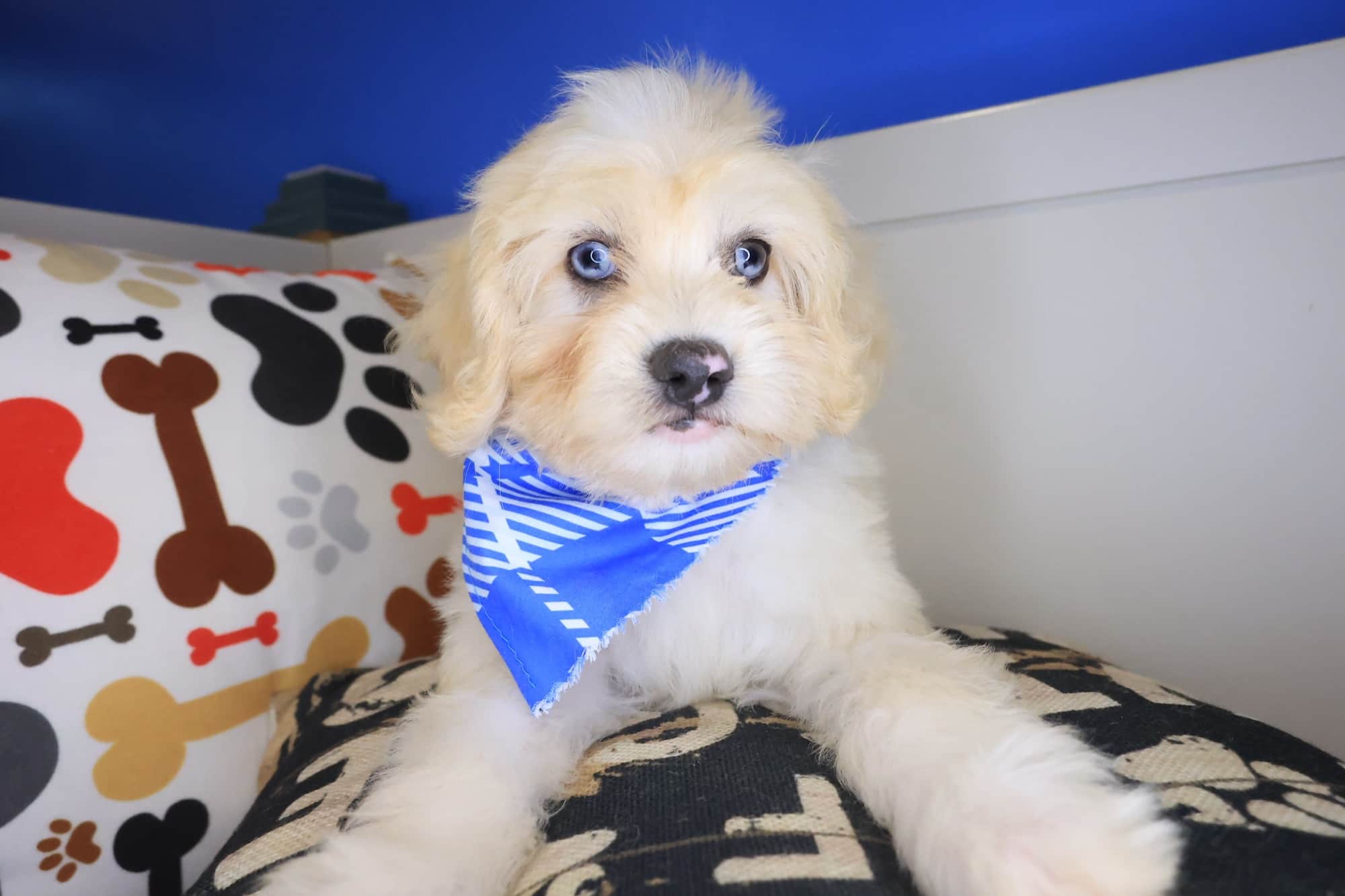 Garfunkel, Maltipoo puppy