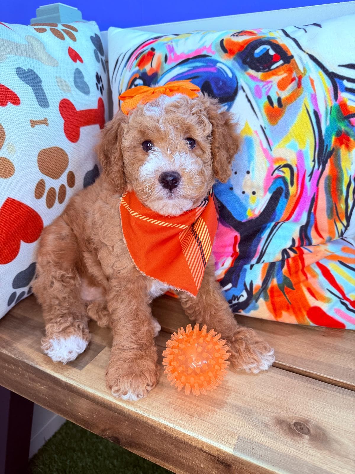 Miso, Goldendoodle puppy