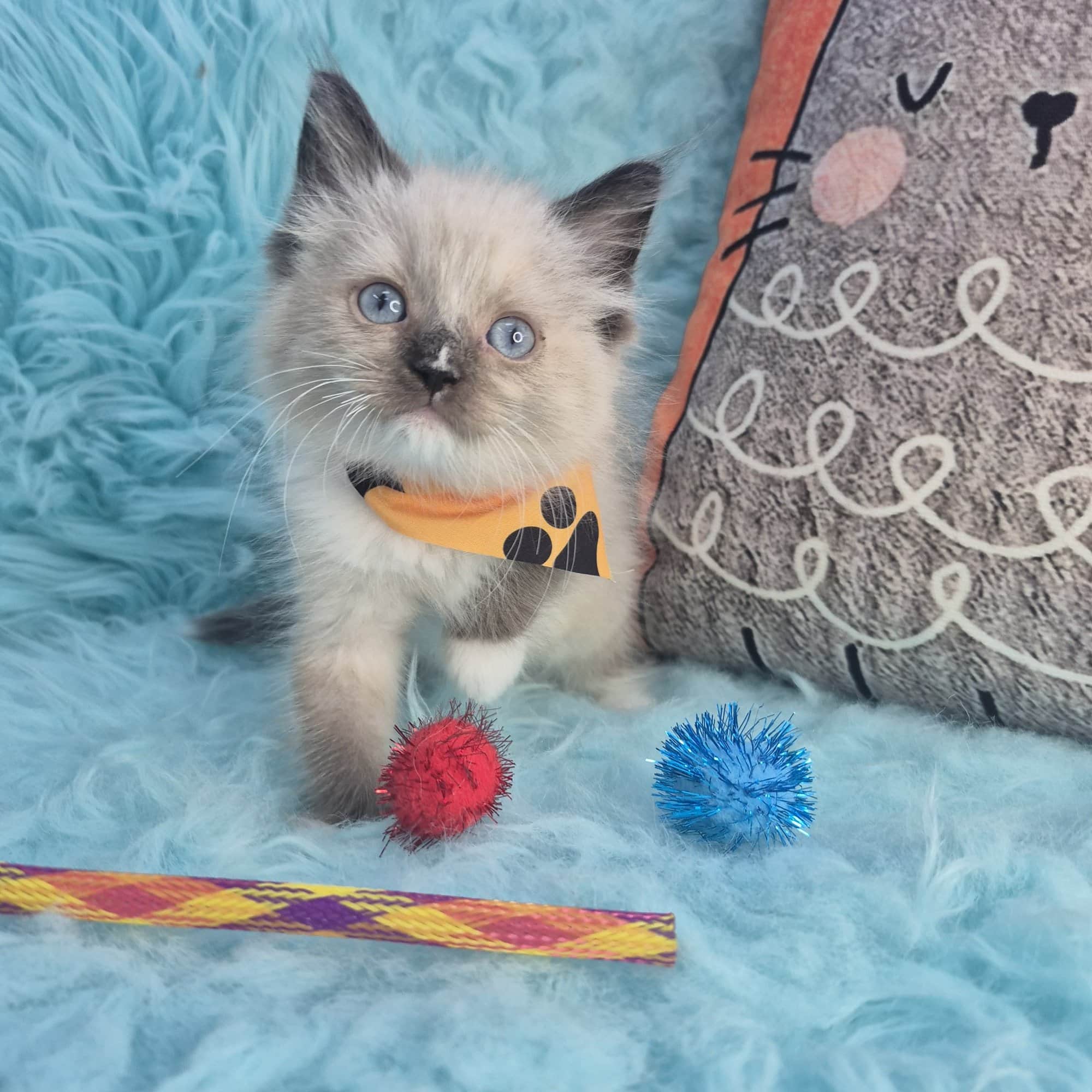 Snickers, Ragdoll puppy