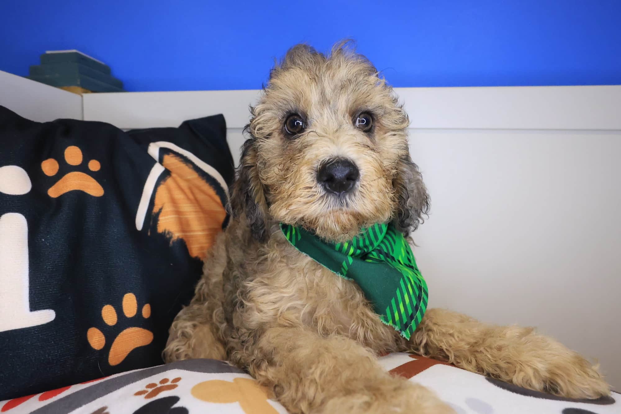 Mako, Goldendoodle puppy
