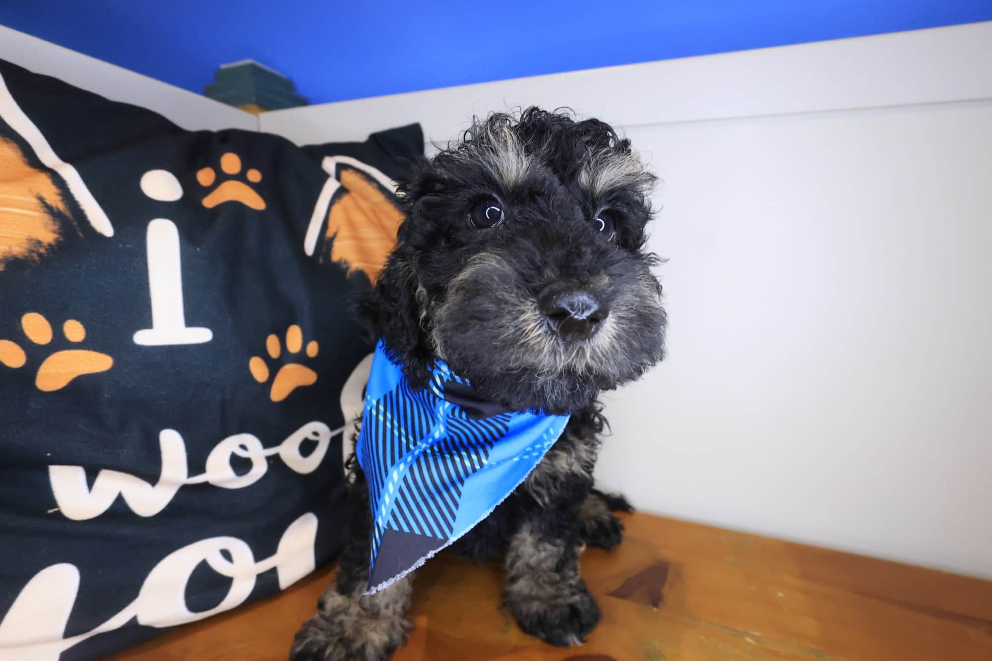 Buster, Goldendoodle puppy