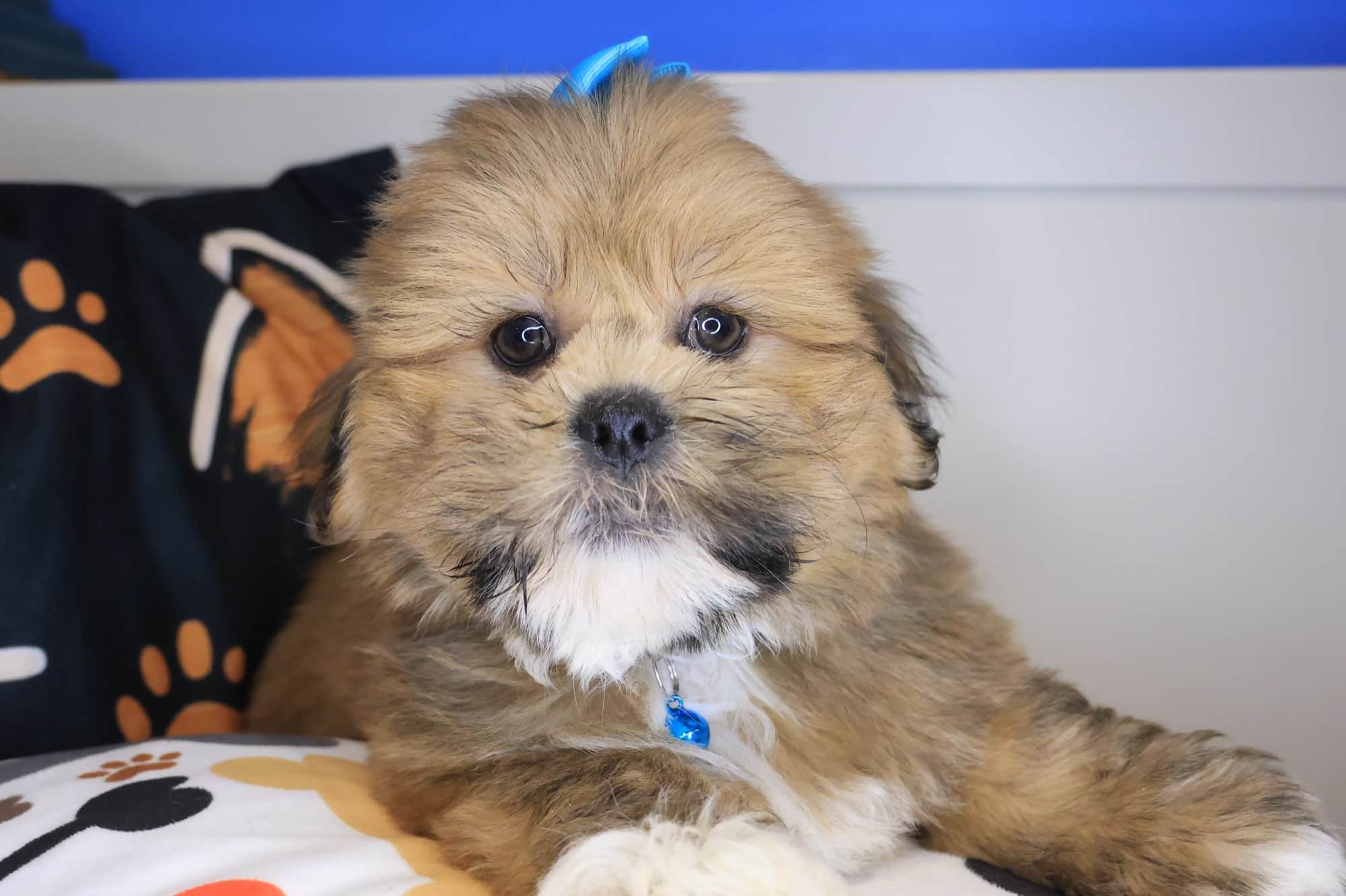Jamm, Lhasa Apso puppy