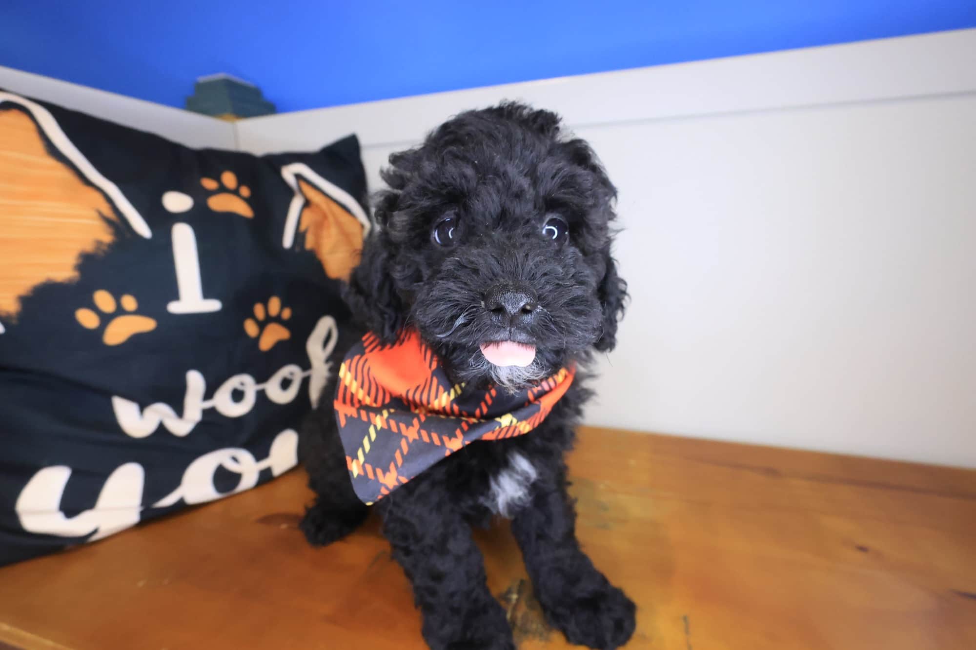Digger, Poodle puppy