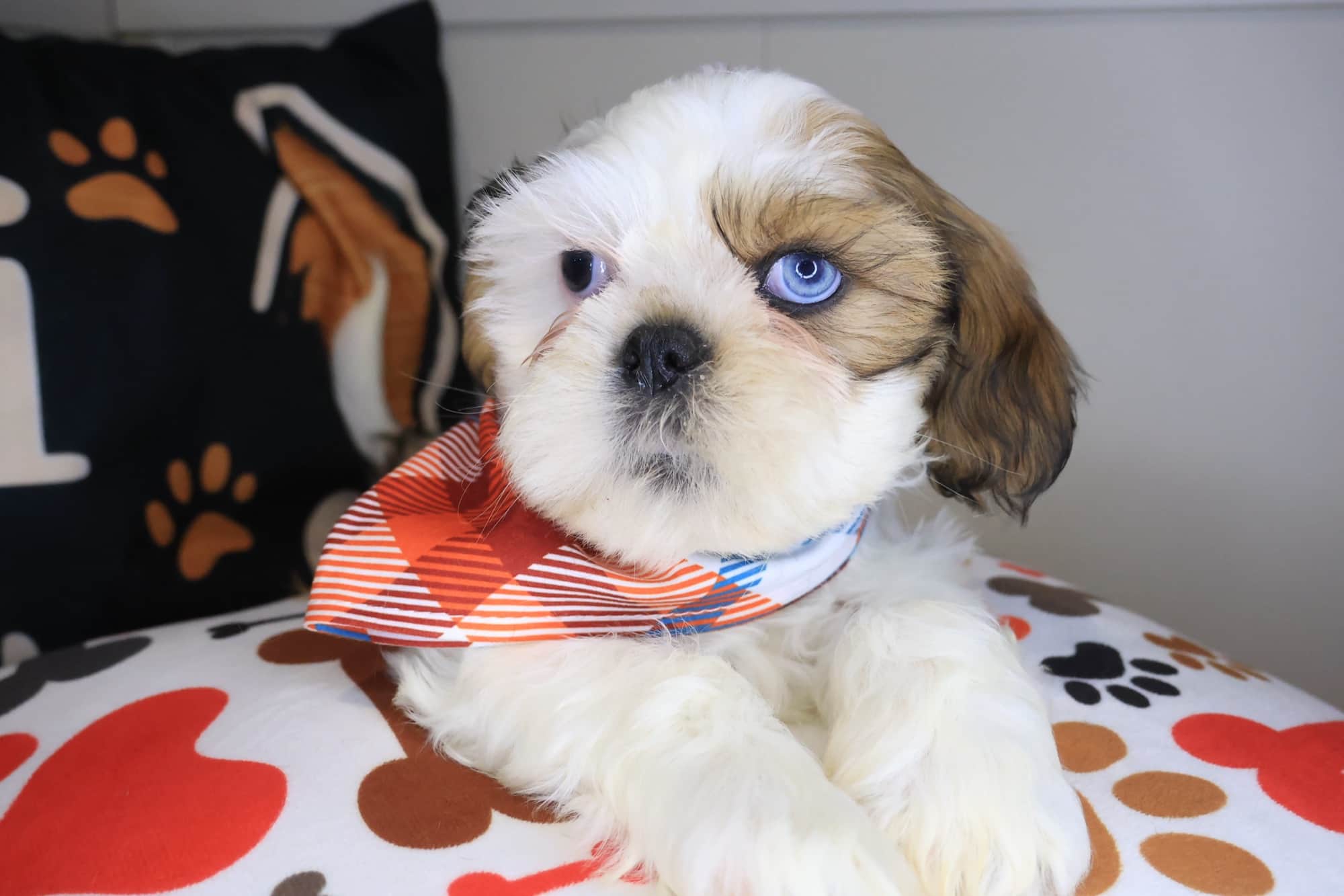 Jori, Shih Tzu puppy