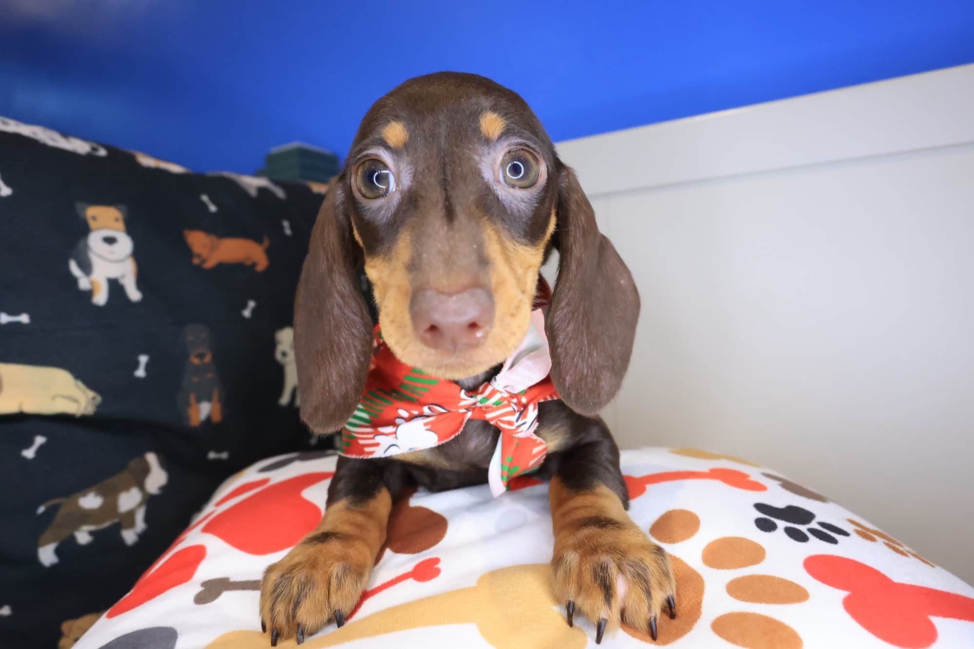 Gatsby, Dachshund puppy
