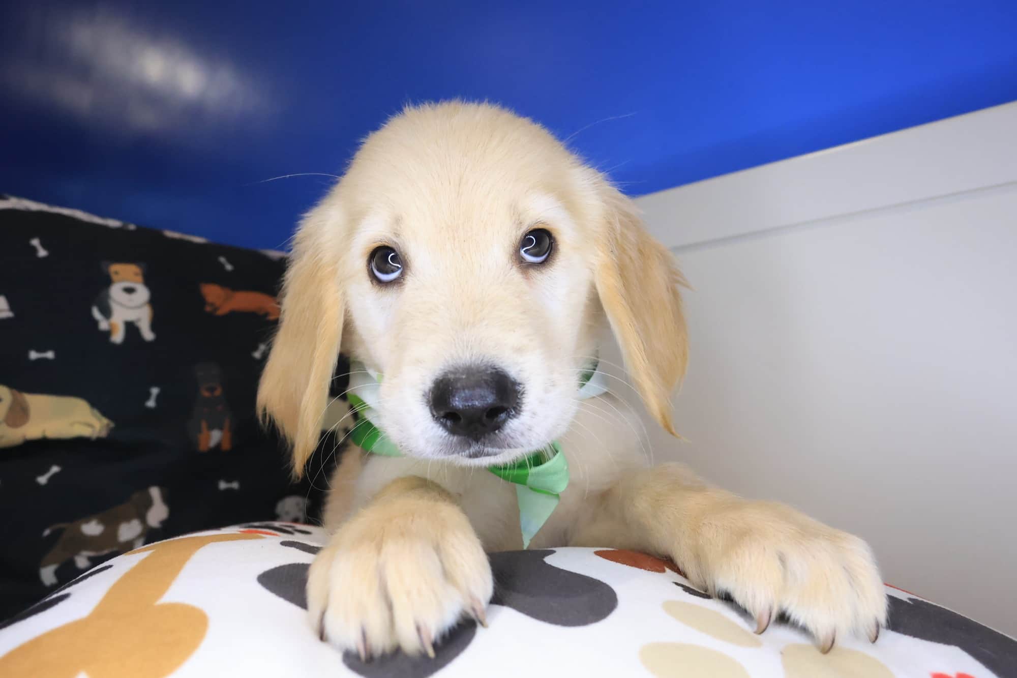 Kerberos, Golden Retriever puppy