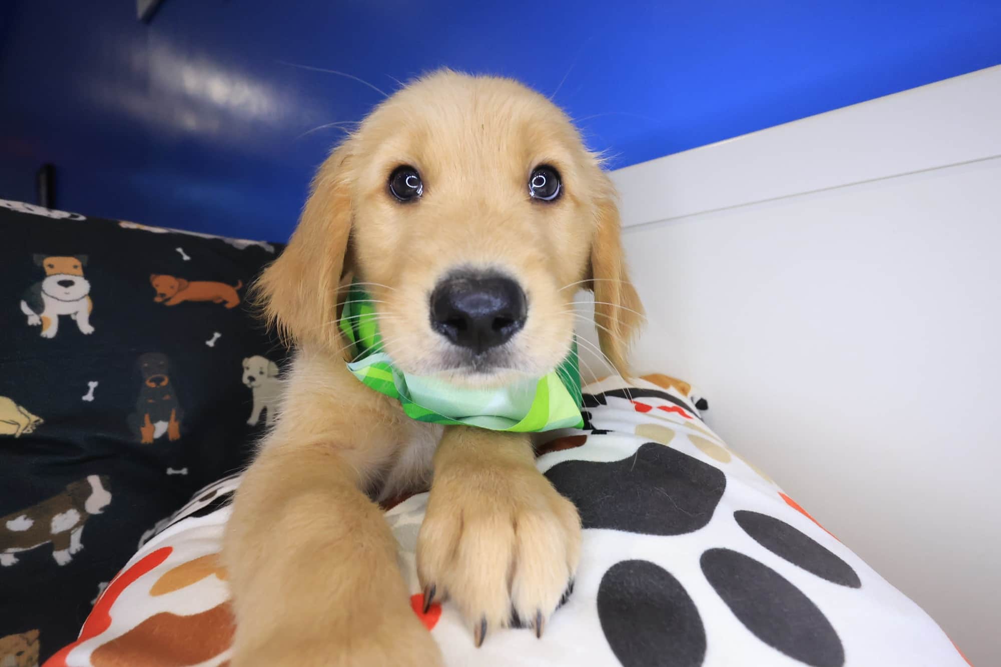 Yankees, Golden Retriever puppy