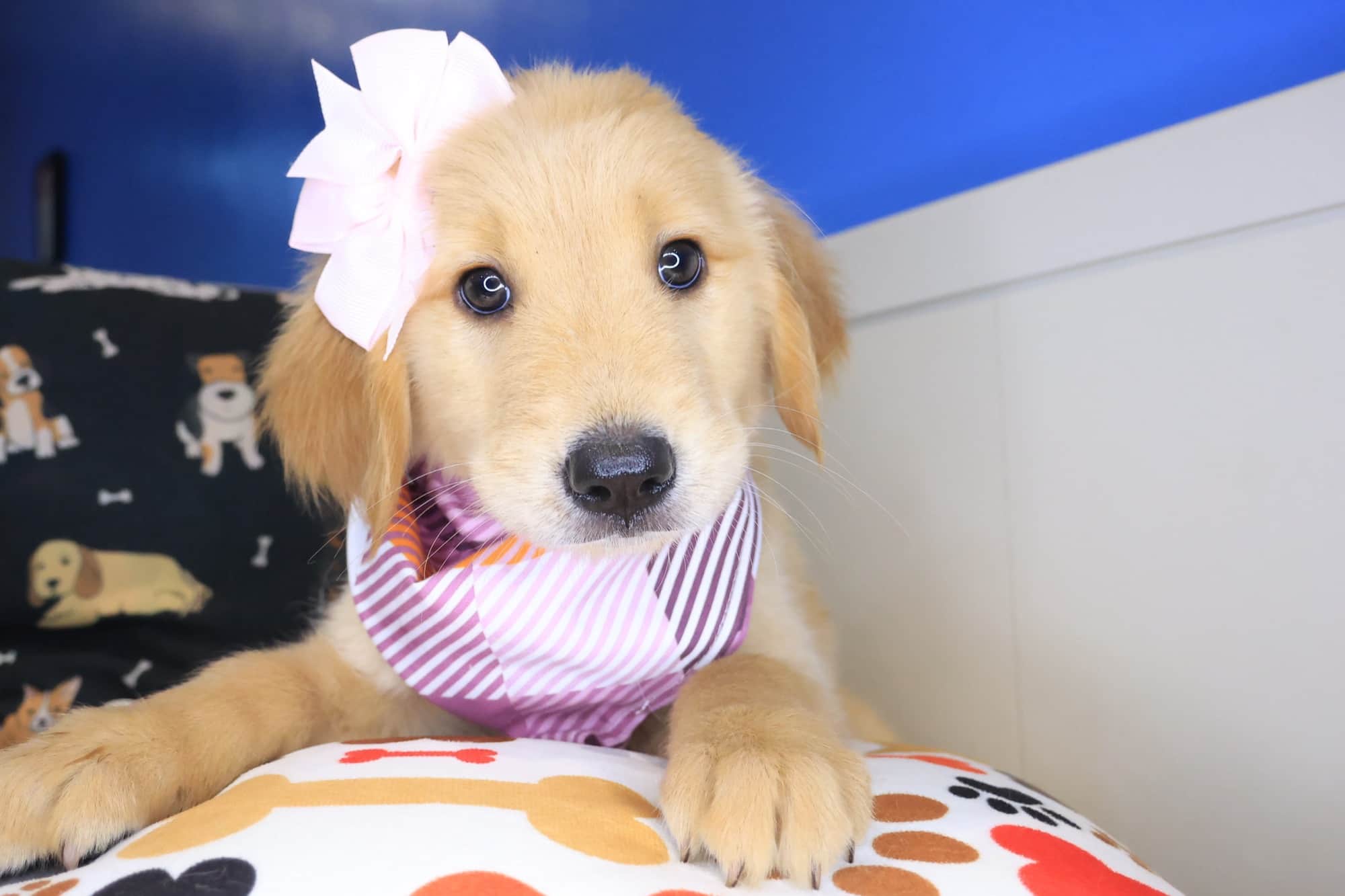 Lemonade, Golden Retriever puppy