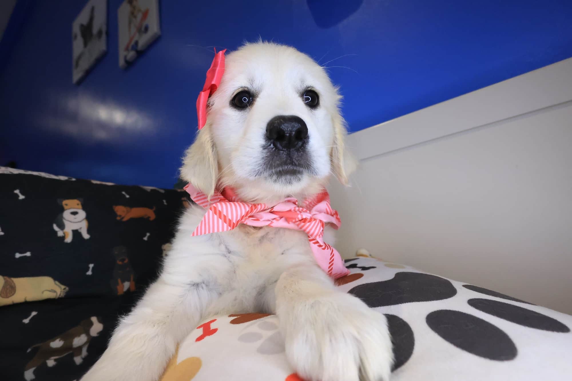 Harbor, Golden Retriever puppy