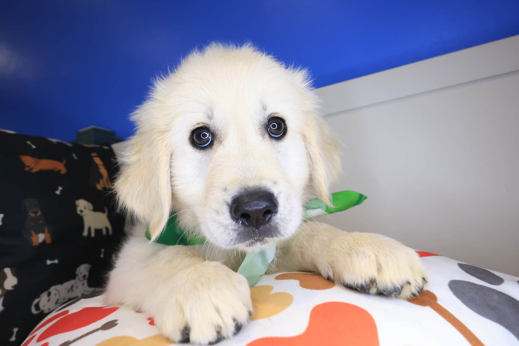 Hiccup, Golden Retriever puppy