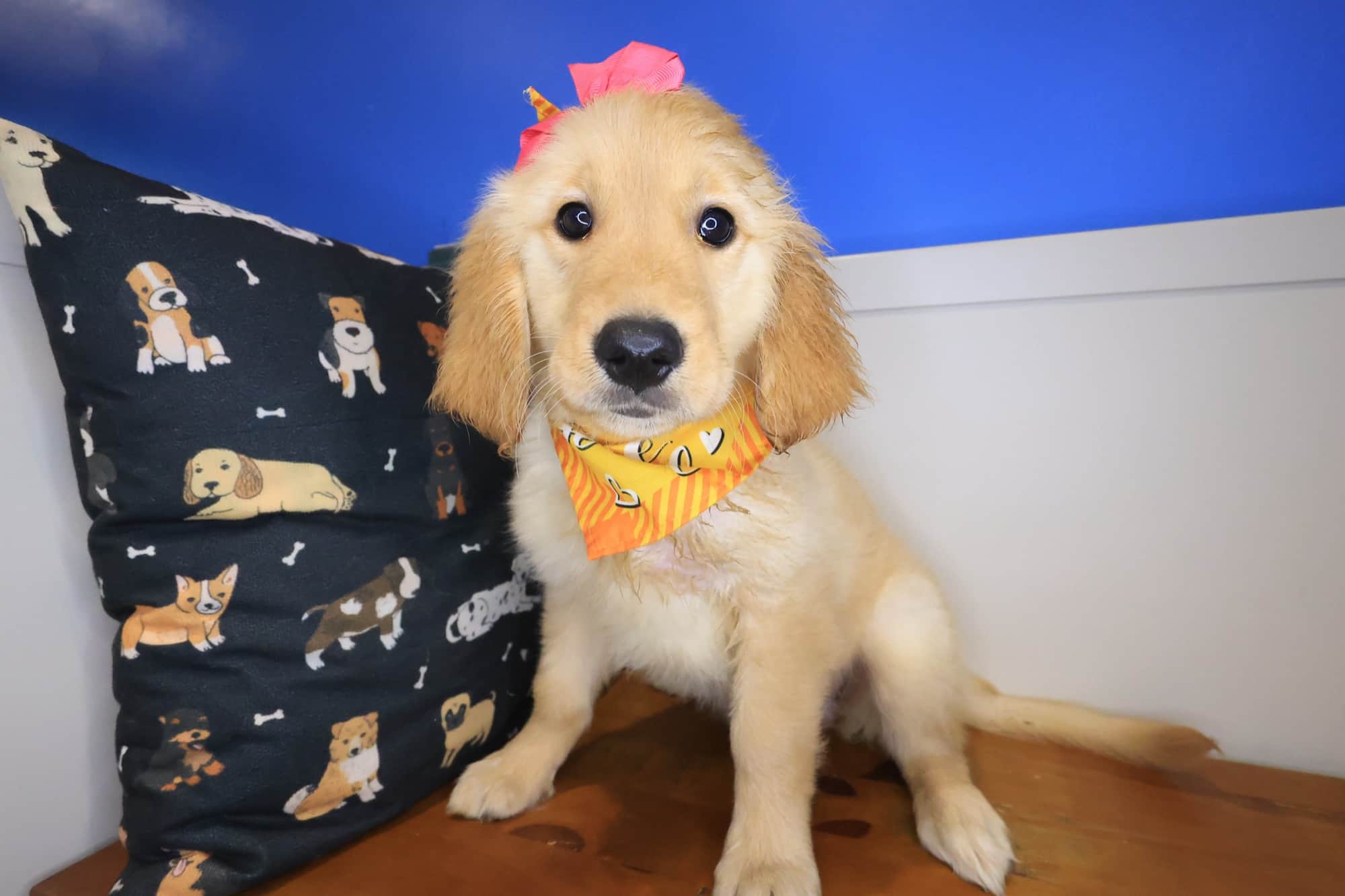 Marley, Golden Retriever puppy