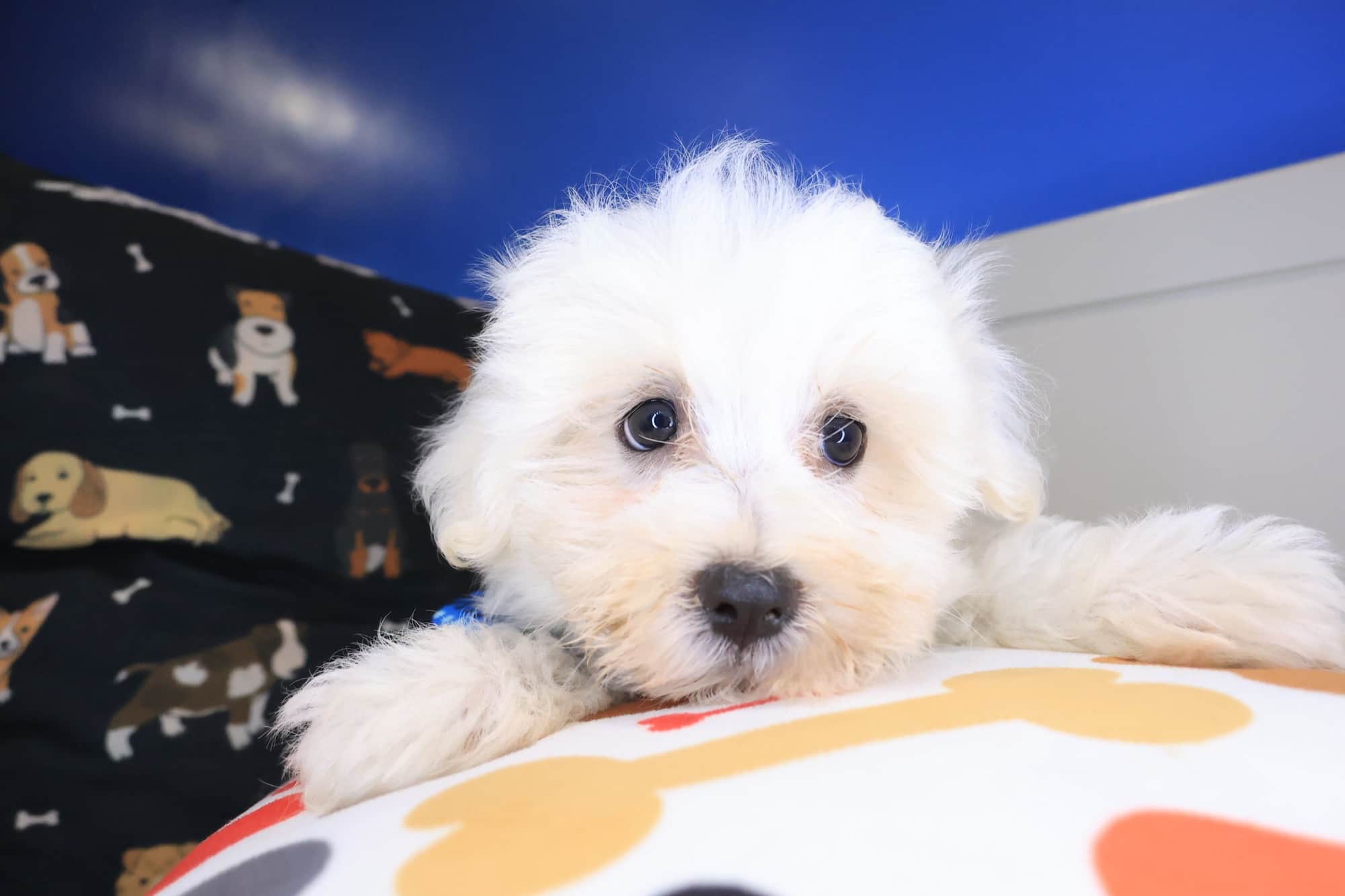 Winner, Maltese puppy