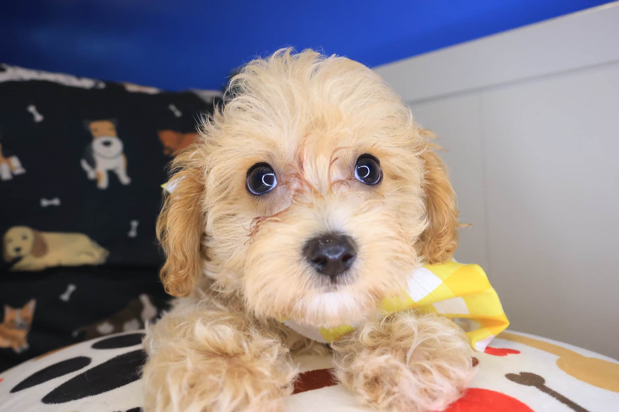 Sandstorm, Maltipoo puppy