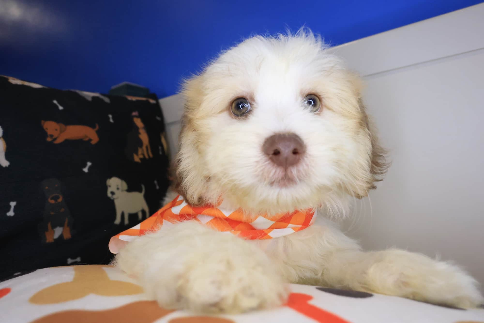 Buffy, Teddy Bear puppy