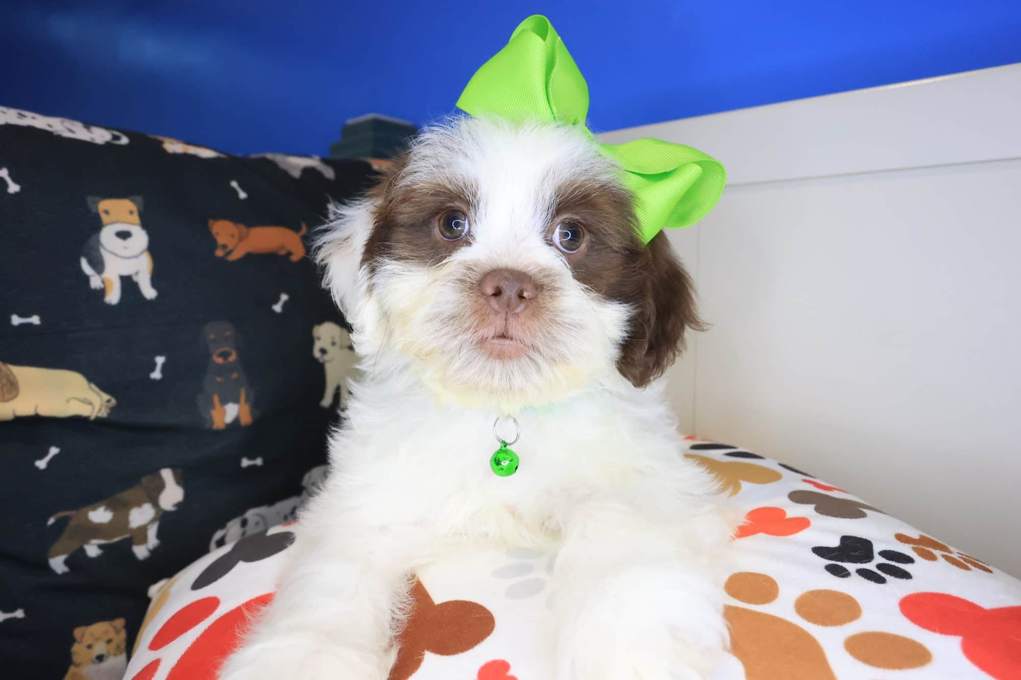 Martell, Teddy Bear puppy