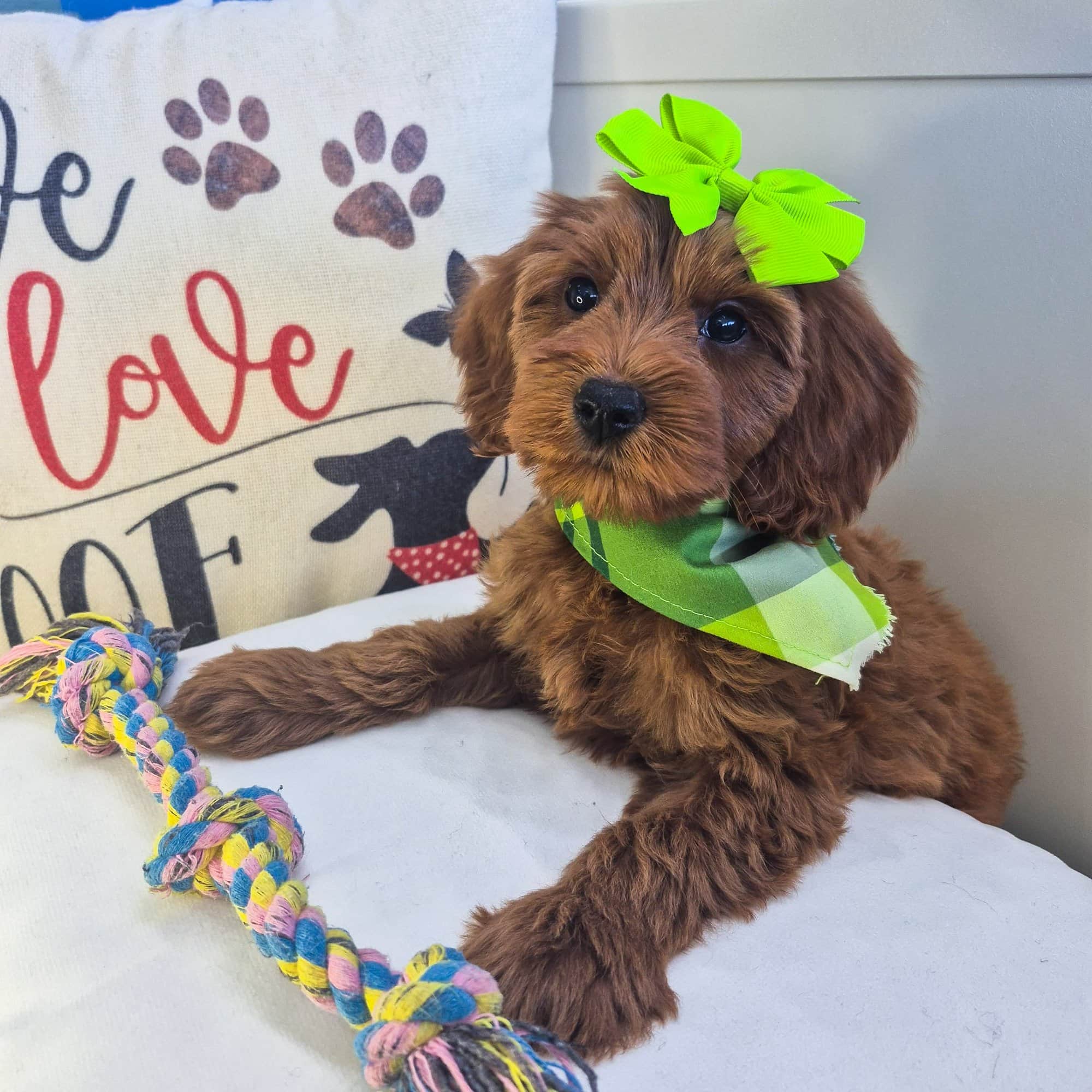 Beauty, Goldendoodle puppy