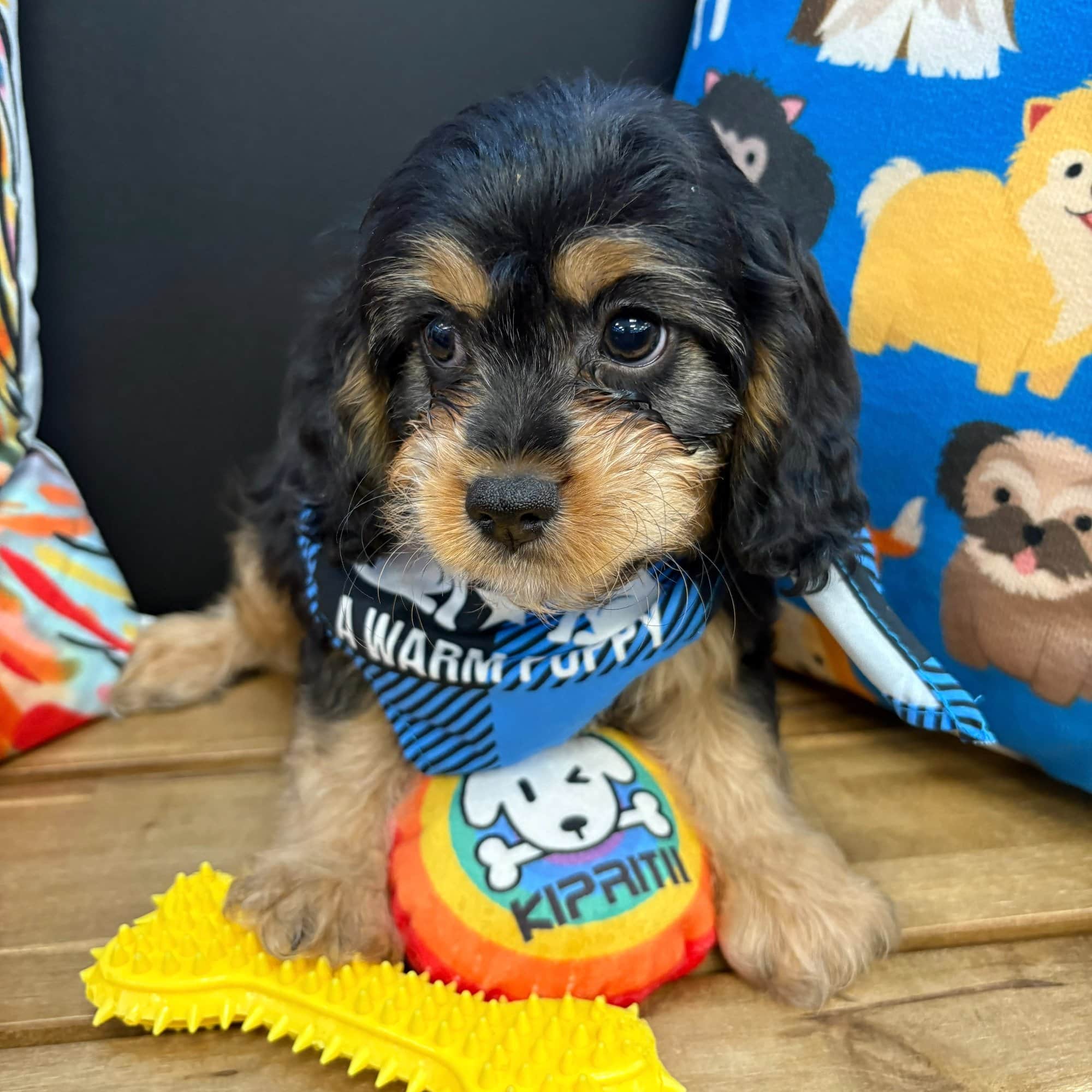 Hawthorne, Cavapoo puppy