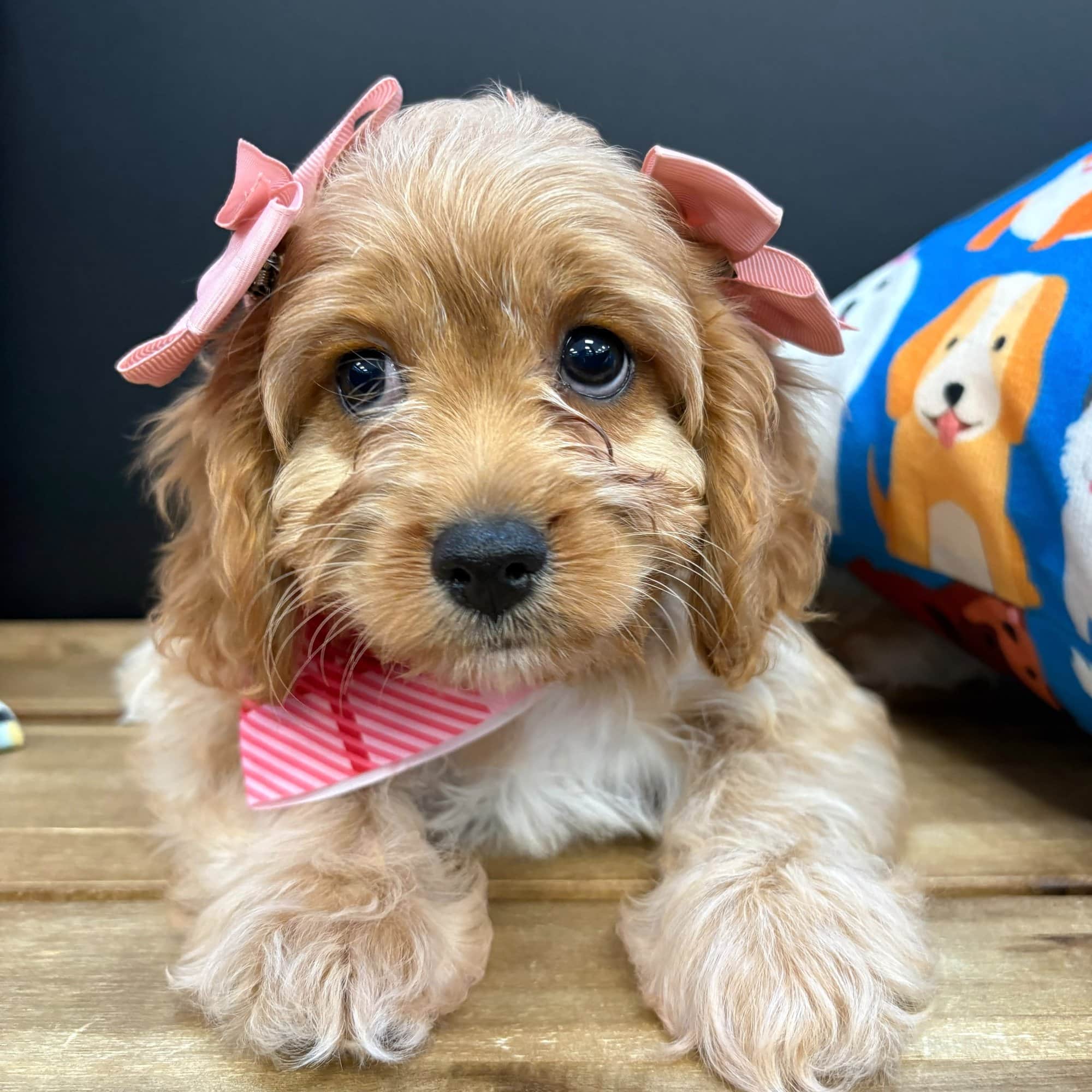 Lucy, Cavapoo puppy