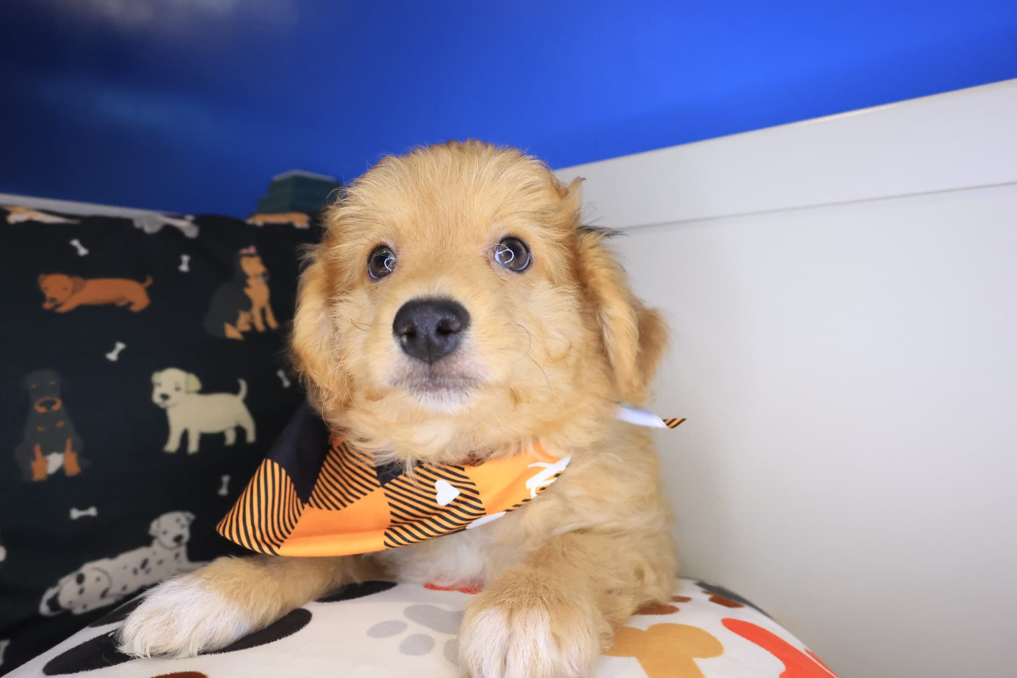 Baltic, Aussiedoodle puppy