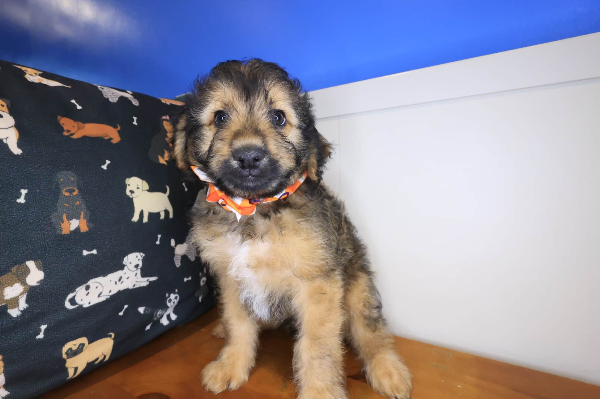 Jigsaw, Aussiedoodle puppy