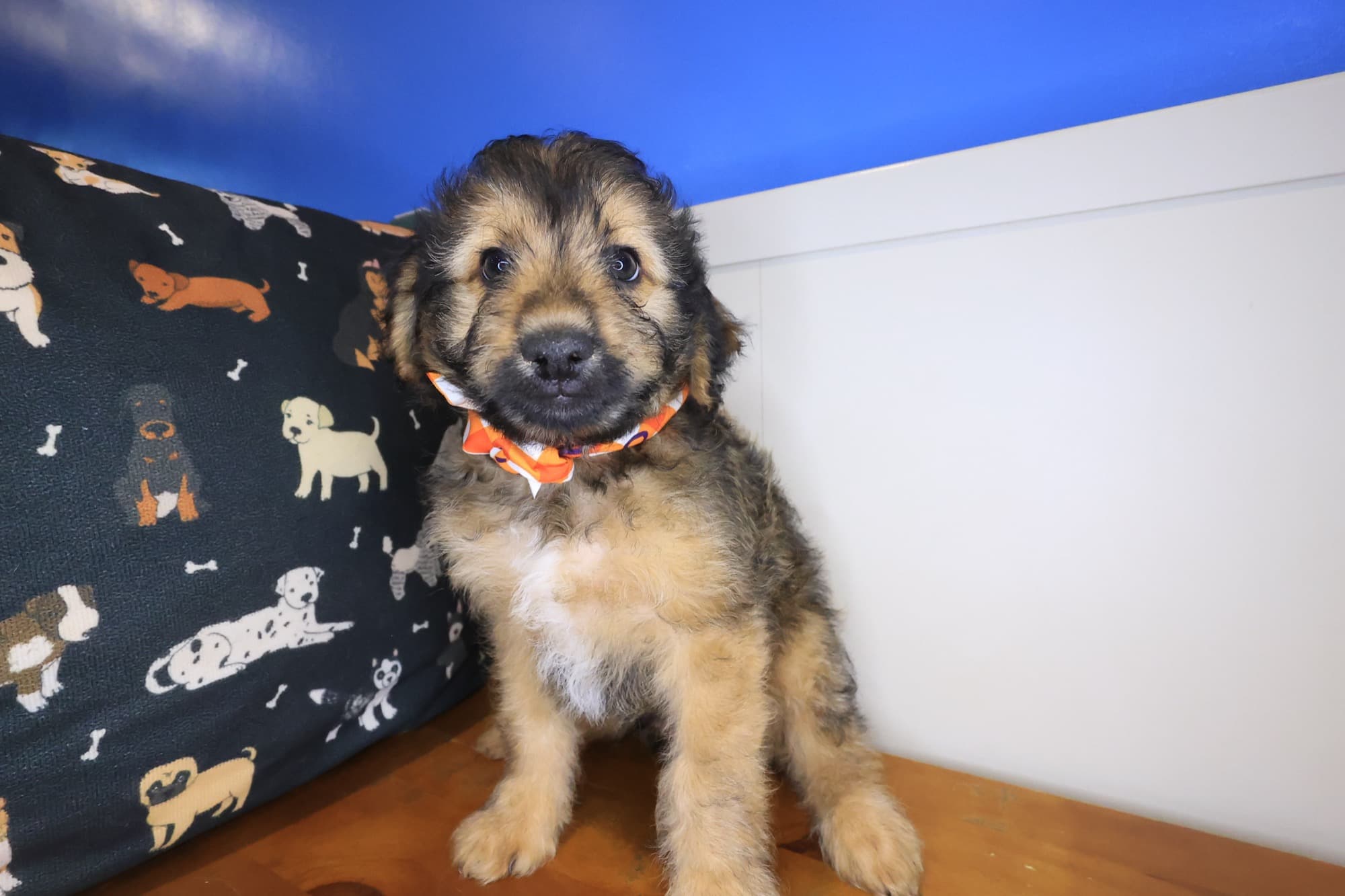 Jigsaw, Aussiedoodle puppy