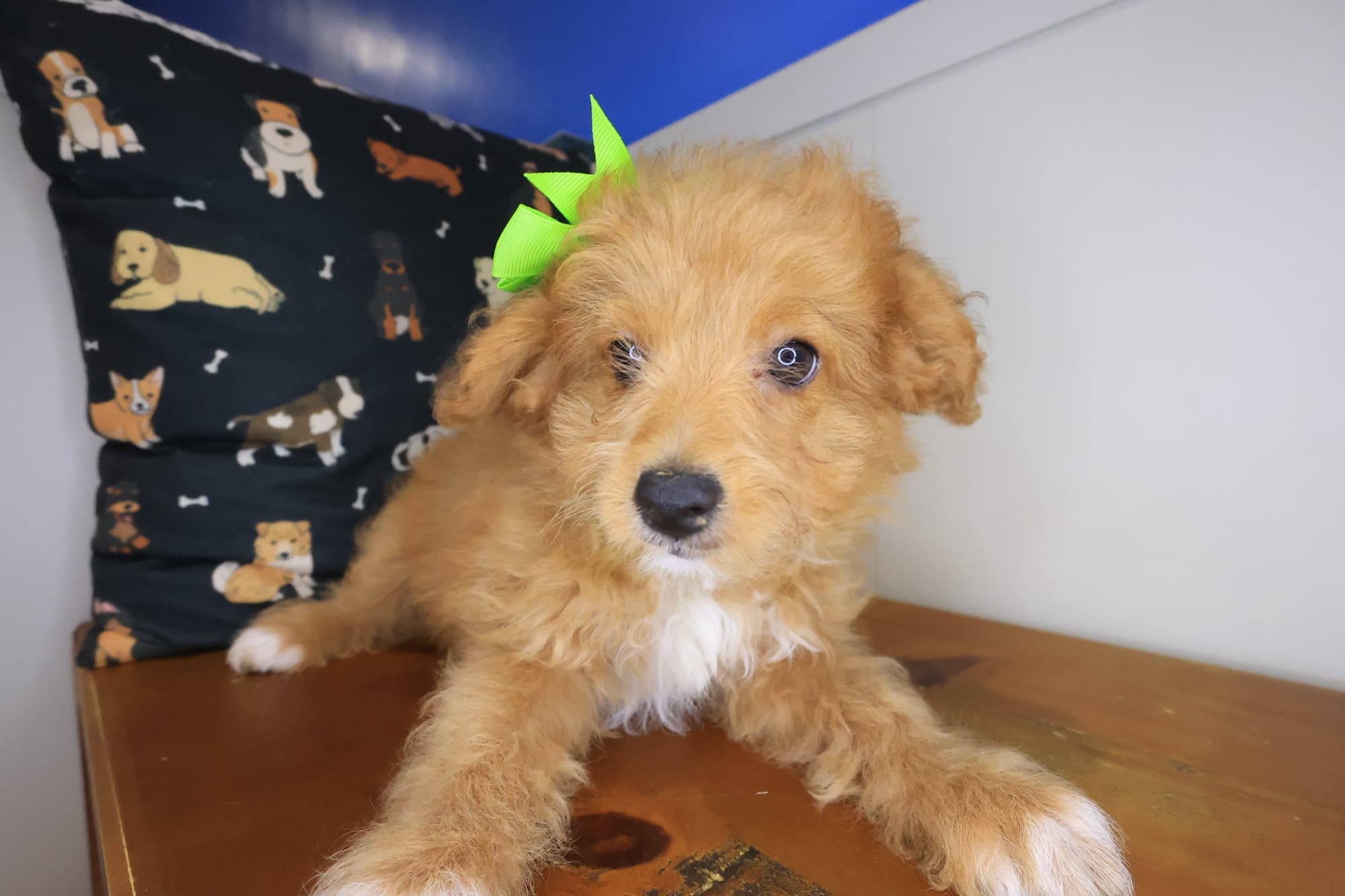 Zig-Zag, Aussiedoodle puppy