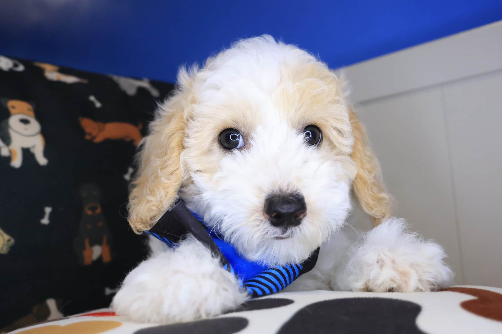Archer, Bichapoo puppy